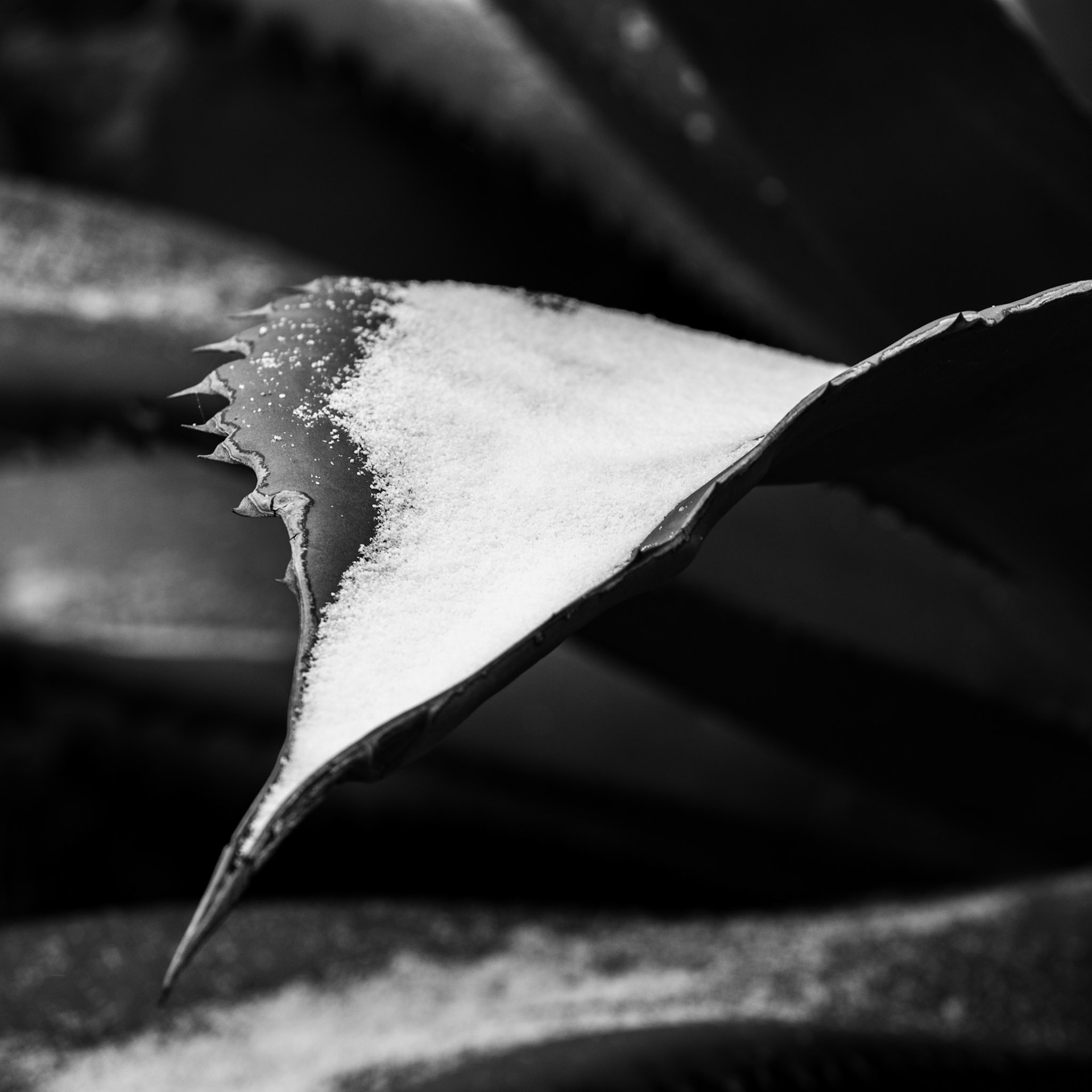 Winter in the garden, Kew Gardens
