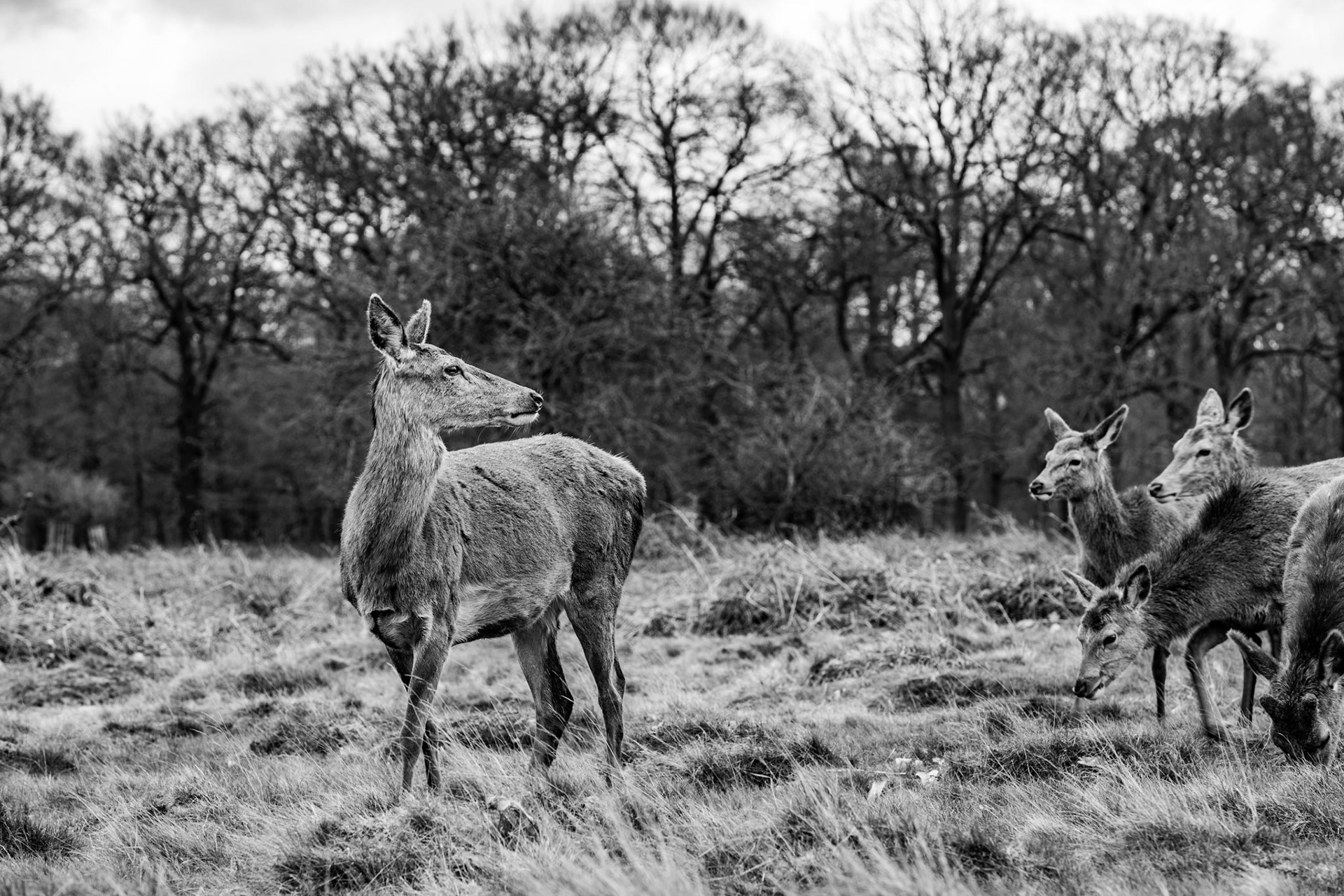 Two branch of deers, Richmond Park