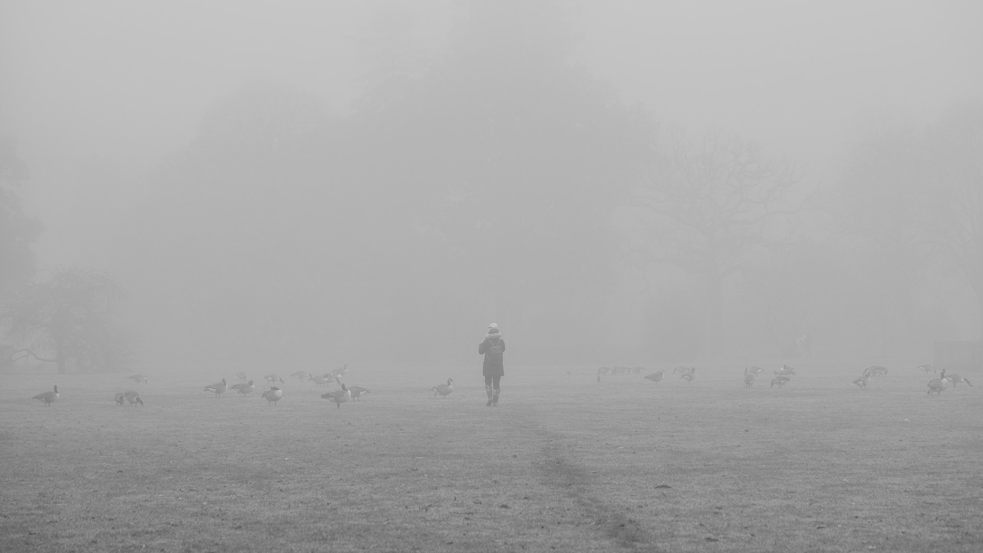 Walking into the fog among the geese, Kew Gardens