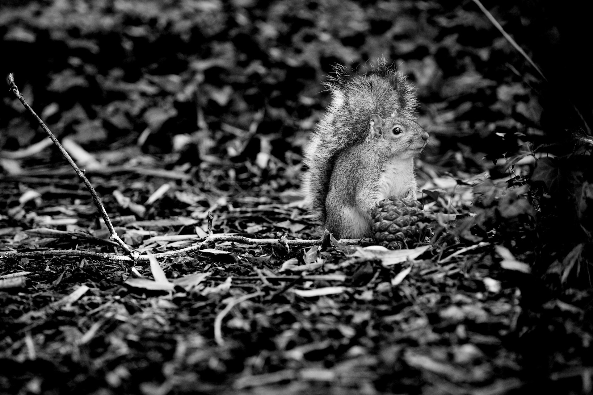 Squirrel with a pinecone, Kew Gardens