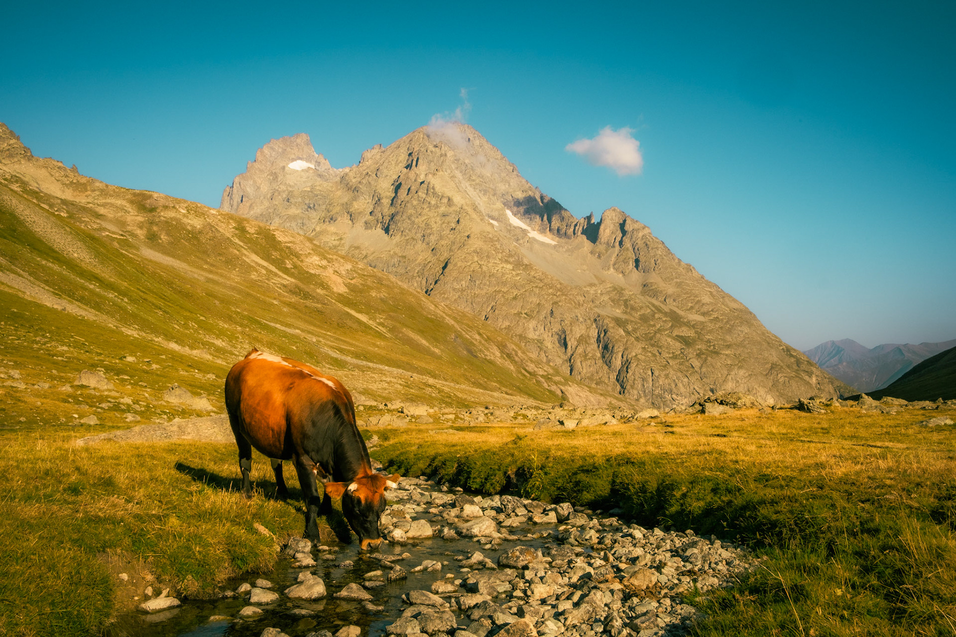 Abreuvage face à la Pointe Piaget