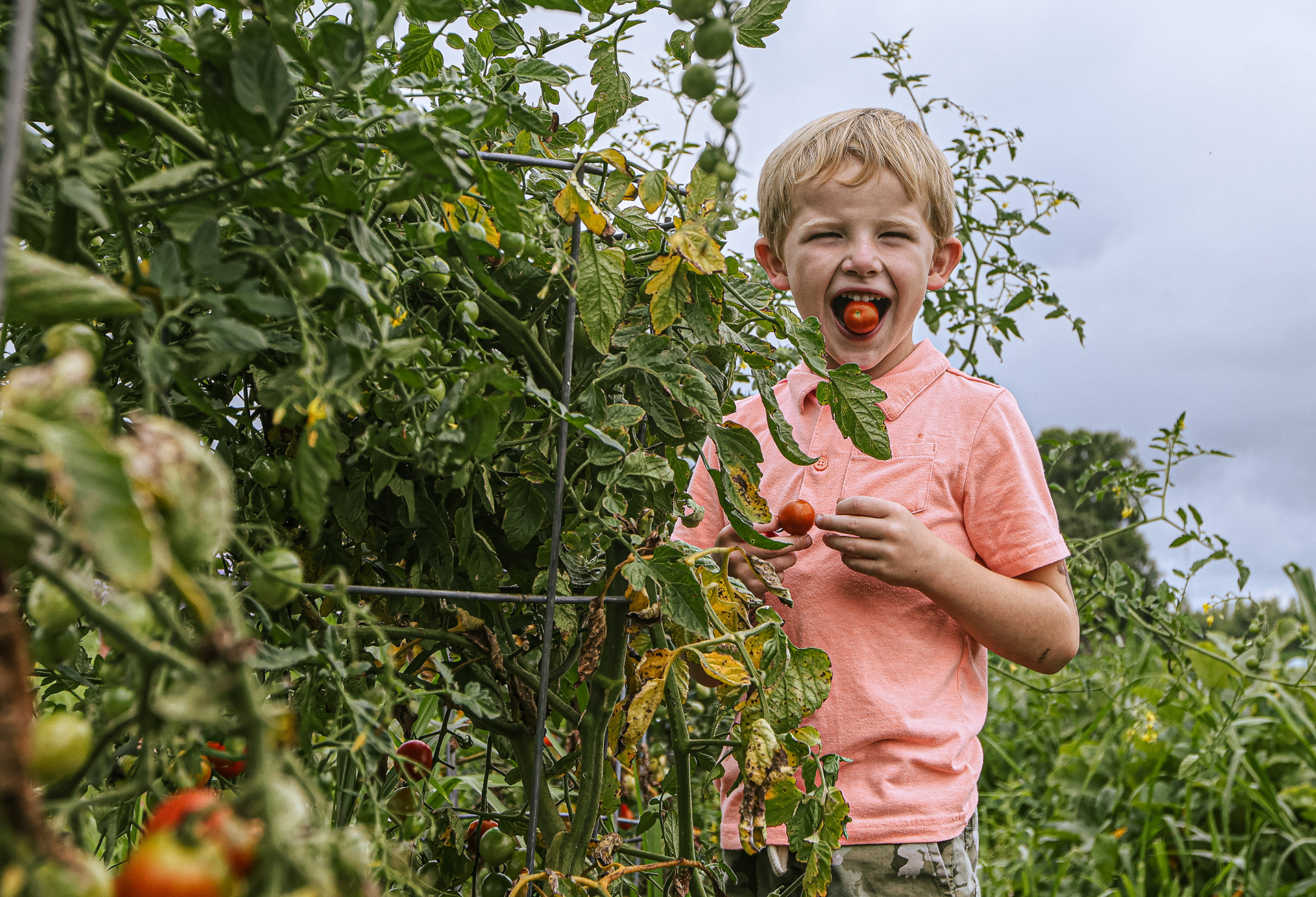 Frances Wentz, 5, holds a tomato in his mouth in the garden at Faith Evangelical Church in Swanton, Ohio on Sunday, August 21, 2022. For Toledo Blade.
