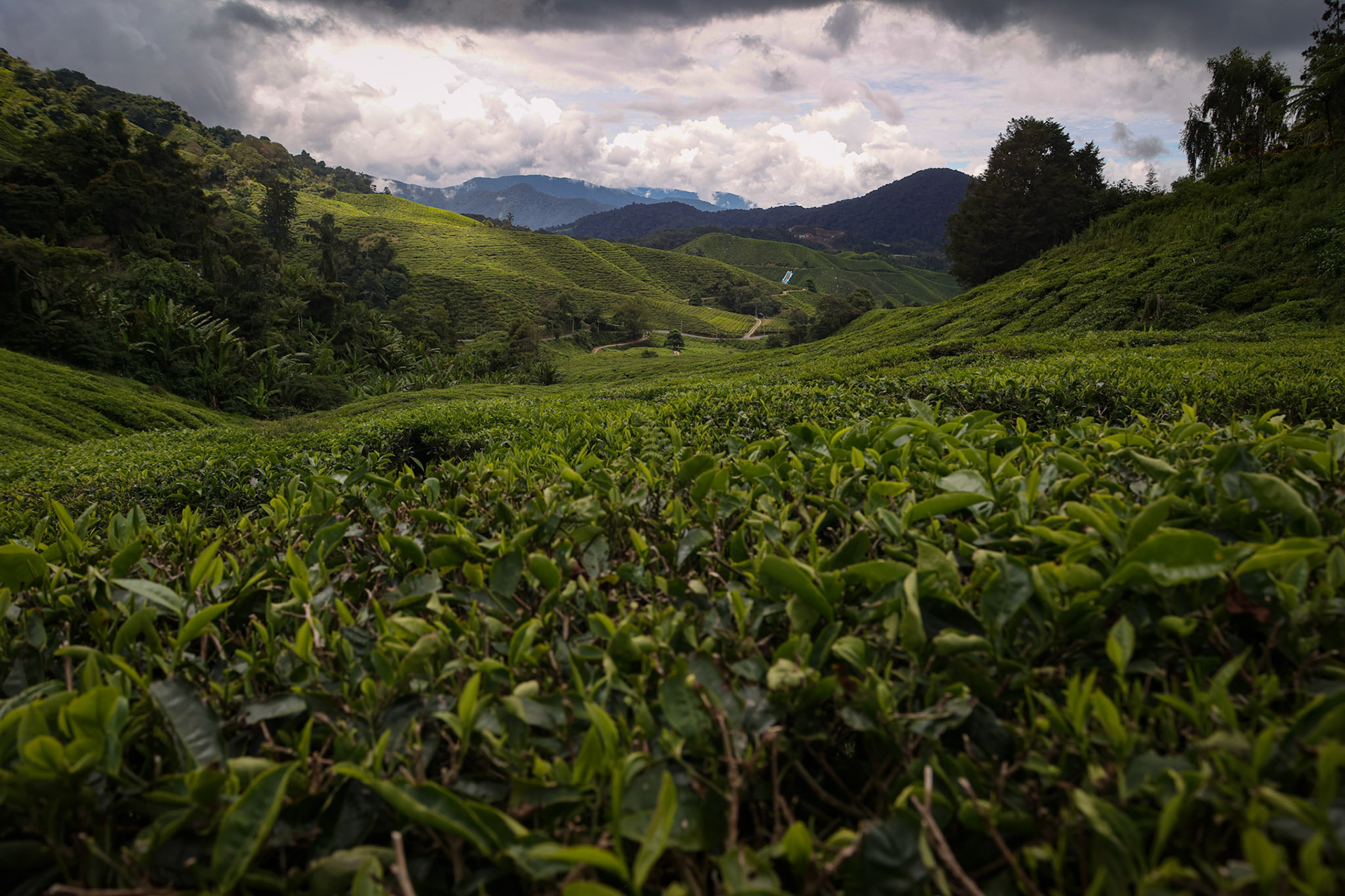 Cameron Highlands, Malaysia