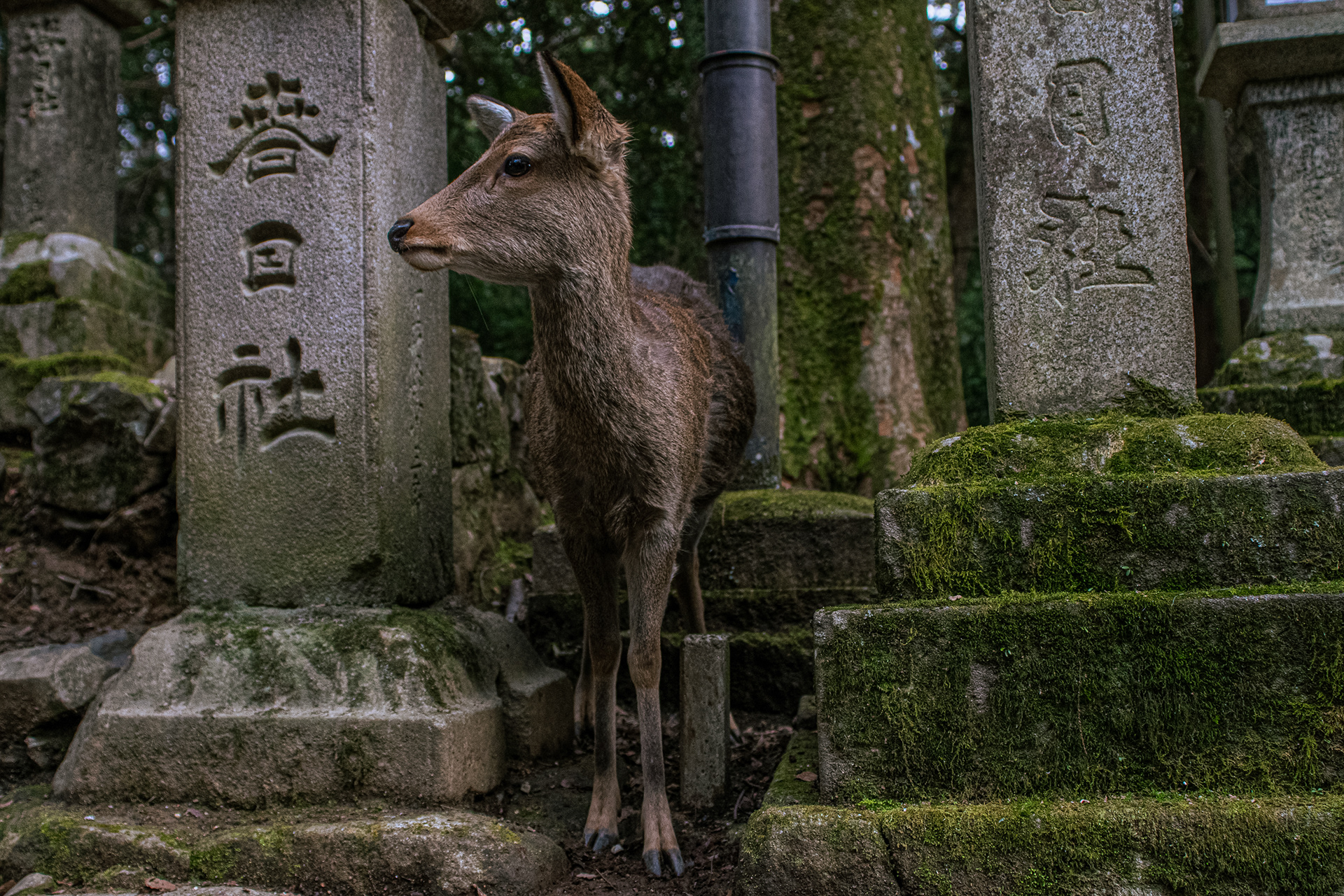 Nara, Japan. 2020.