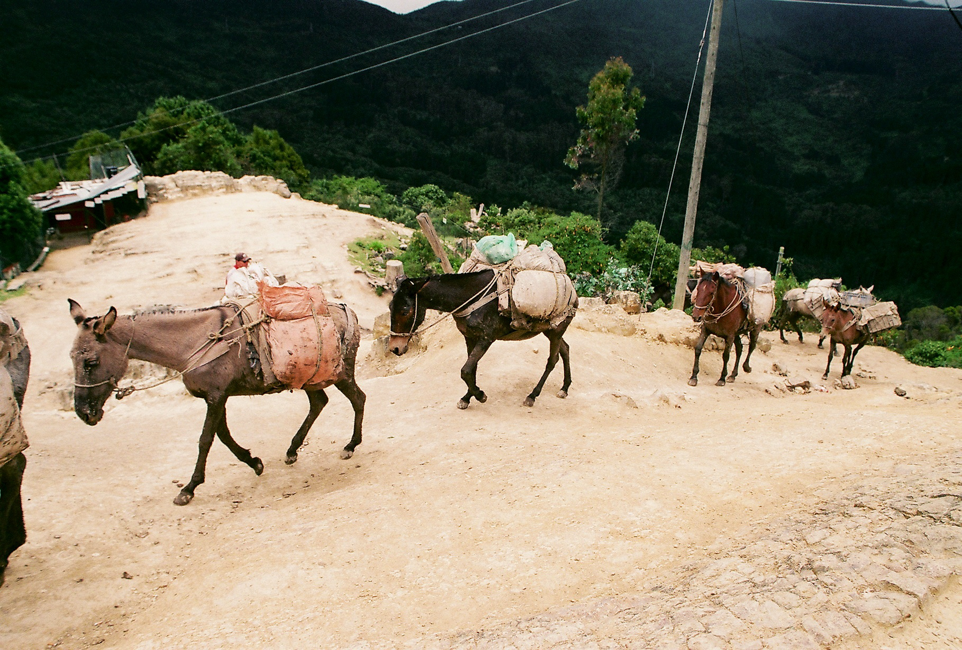 Animals carry supplies over a mountain near Bogotá, Colombia. 2022.
