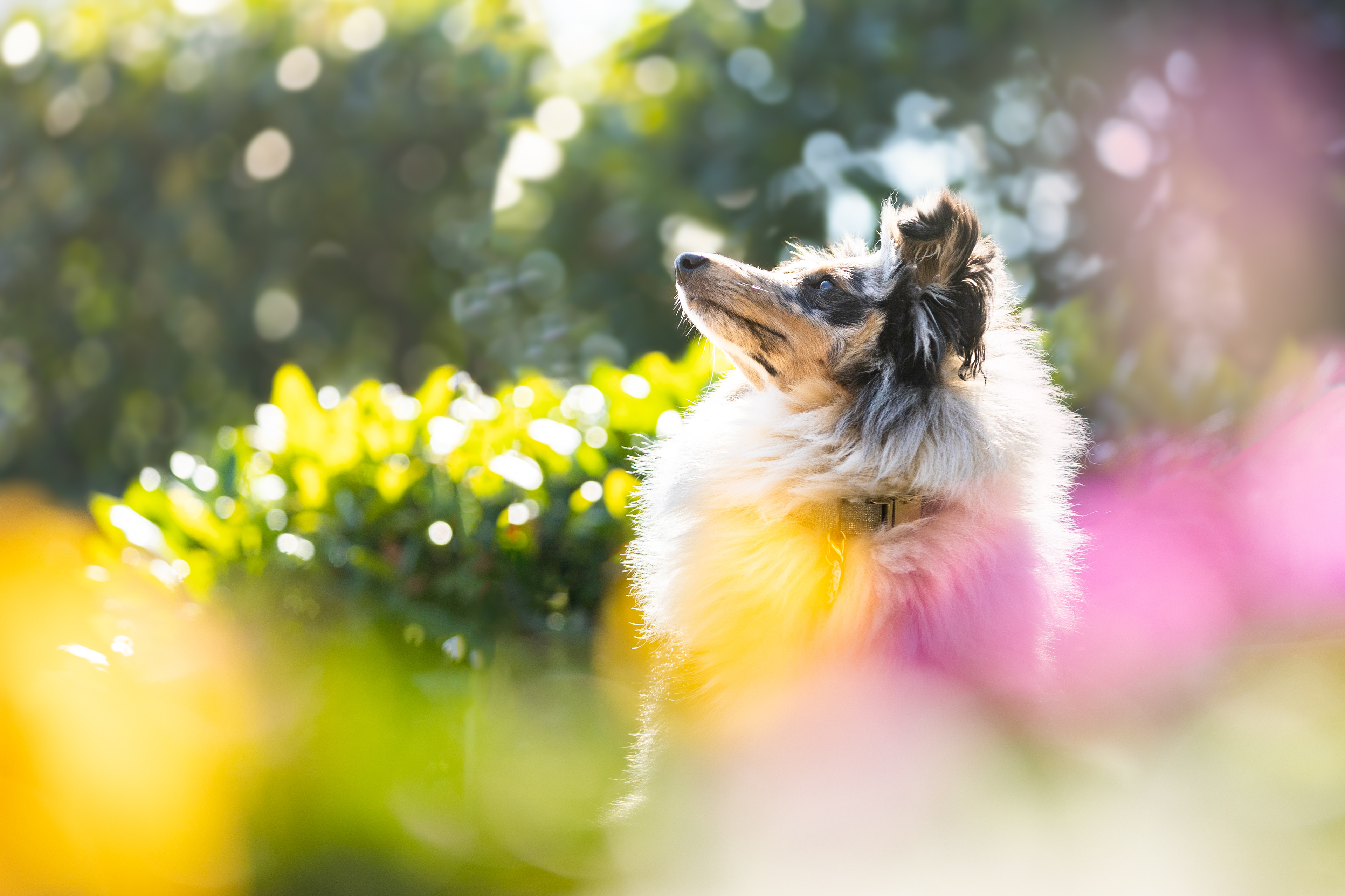 Shooting canin printanier avec Terra et Marjolaine