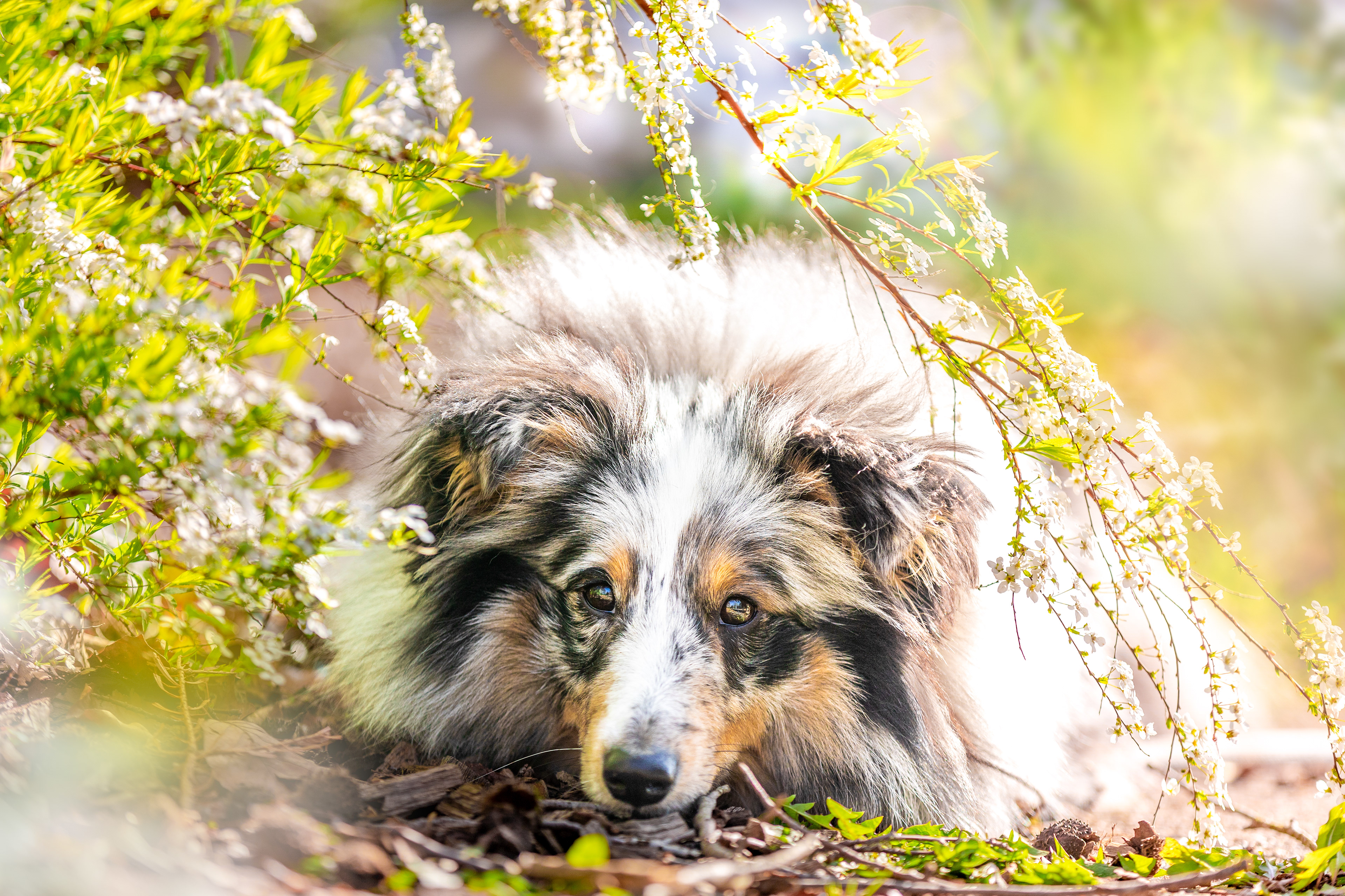 Shooting canin printanier avec Terra et Marjolaine