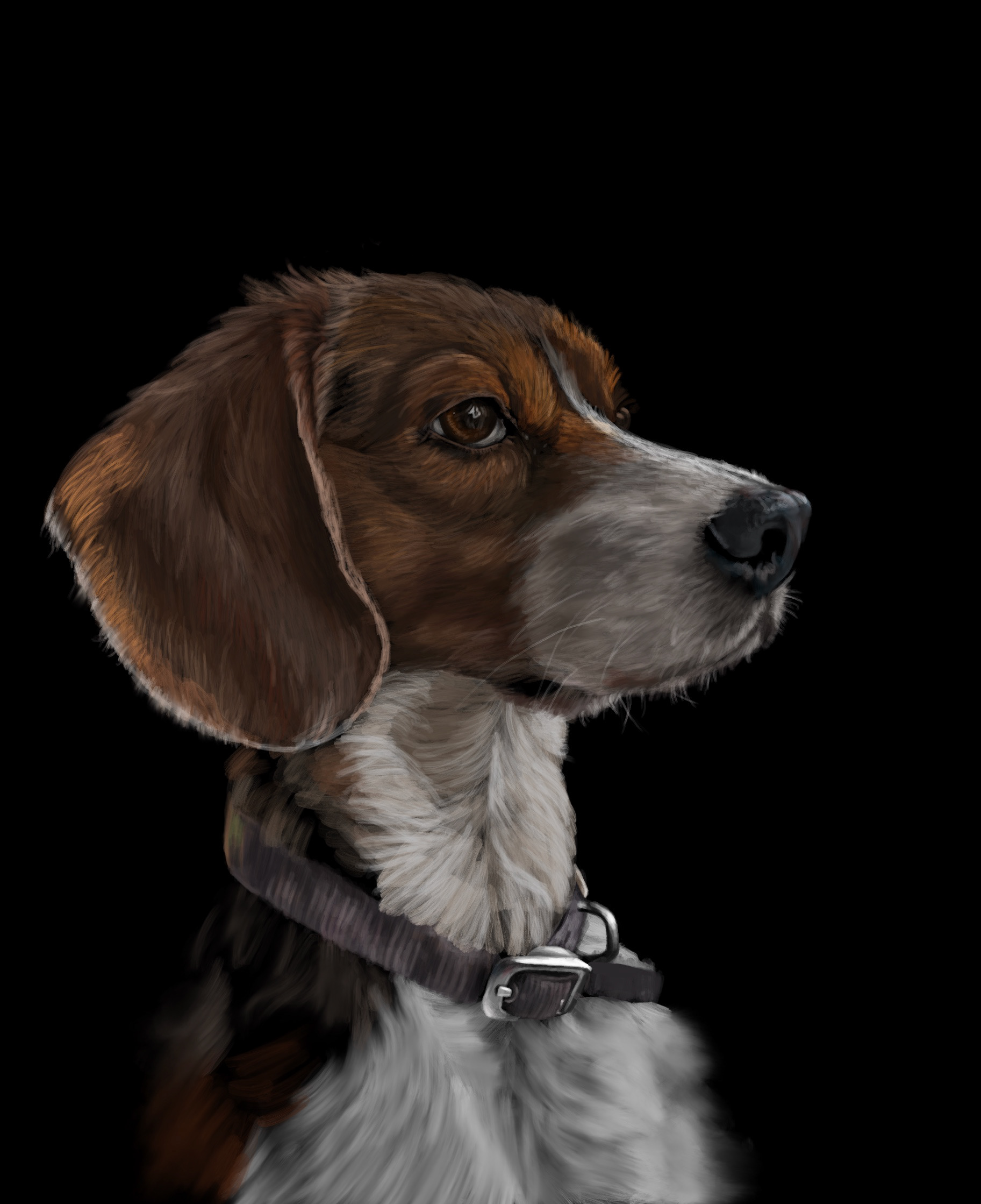 Beagle