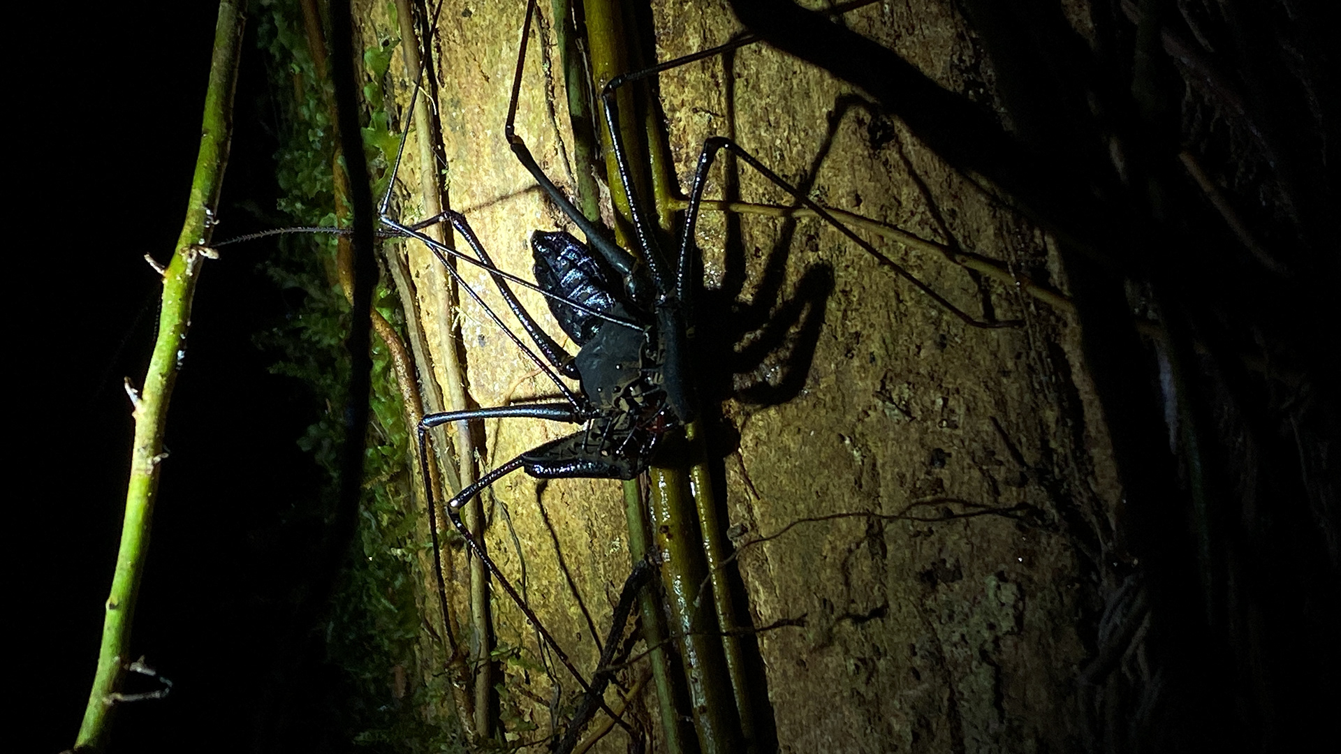 Amblypygi, or the tailless whip scorpion