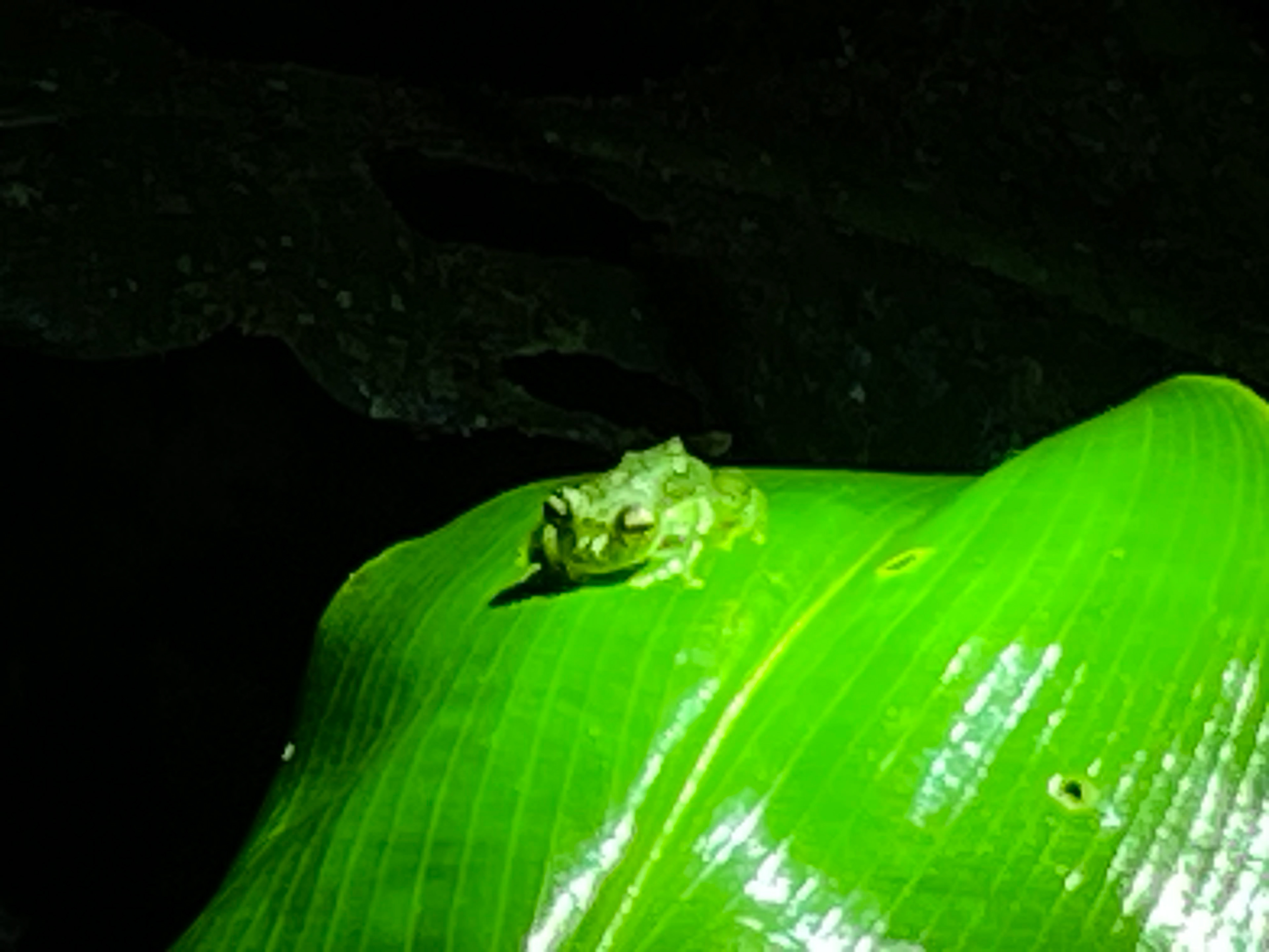 Ecuador's famed glass tree frog