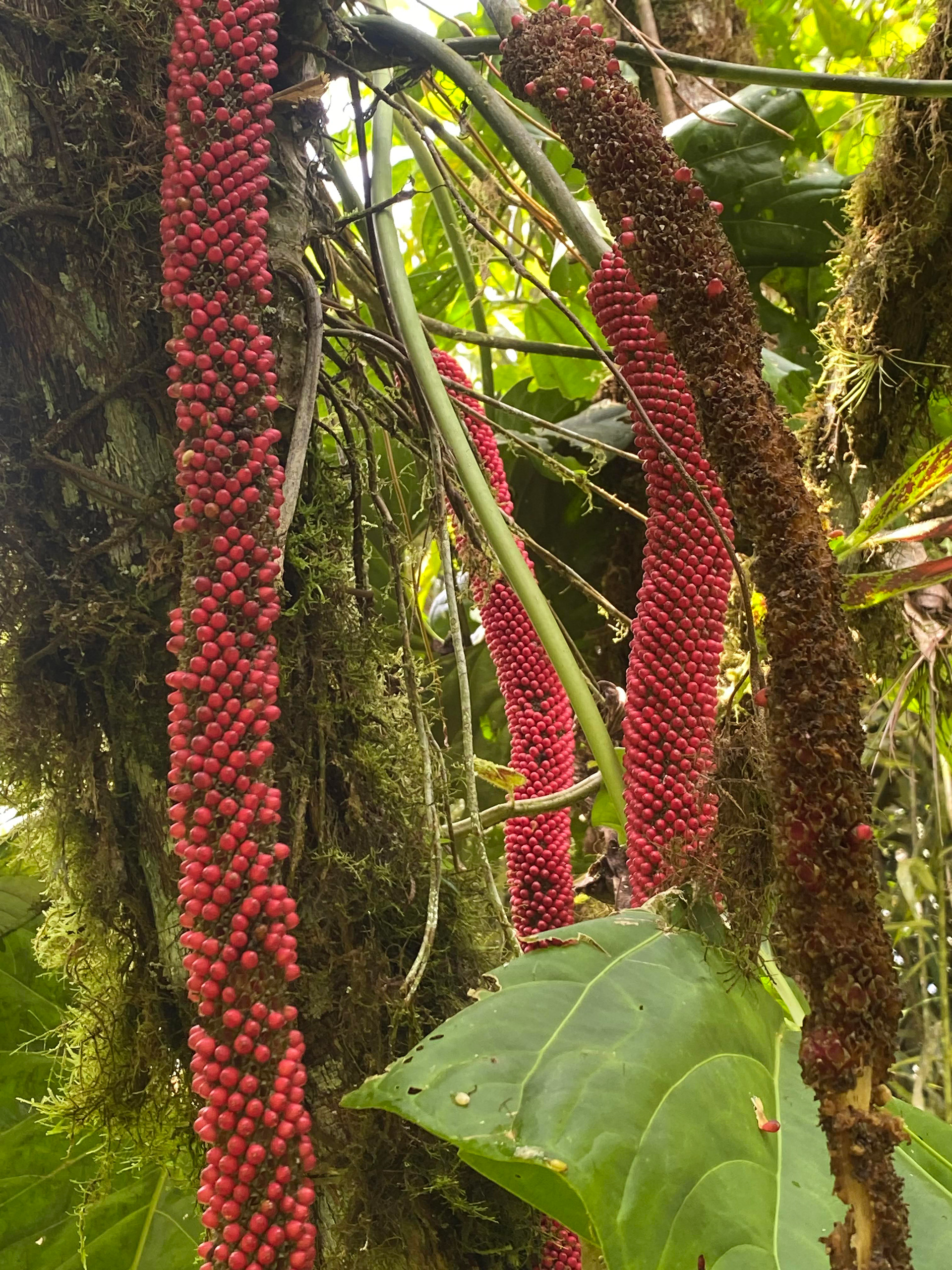 berries, variety unverified