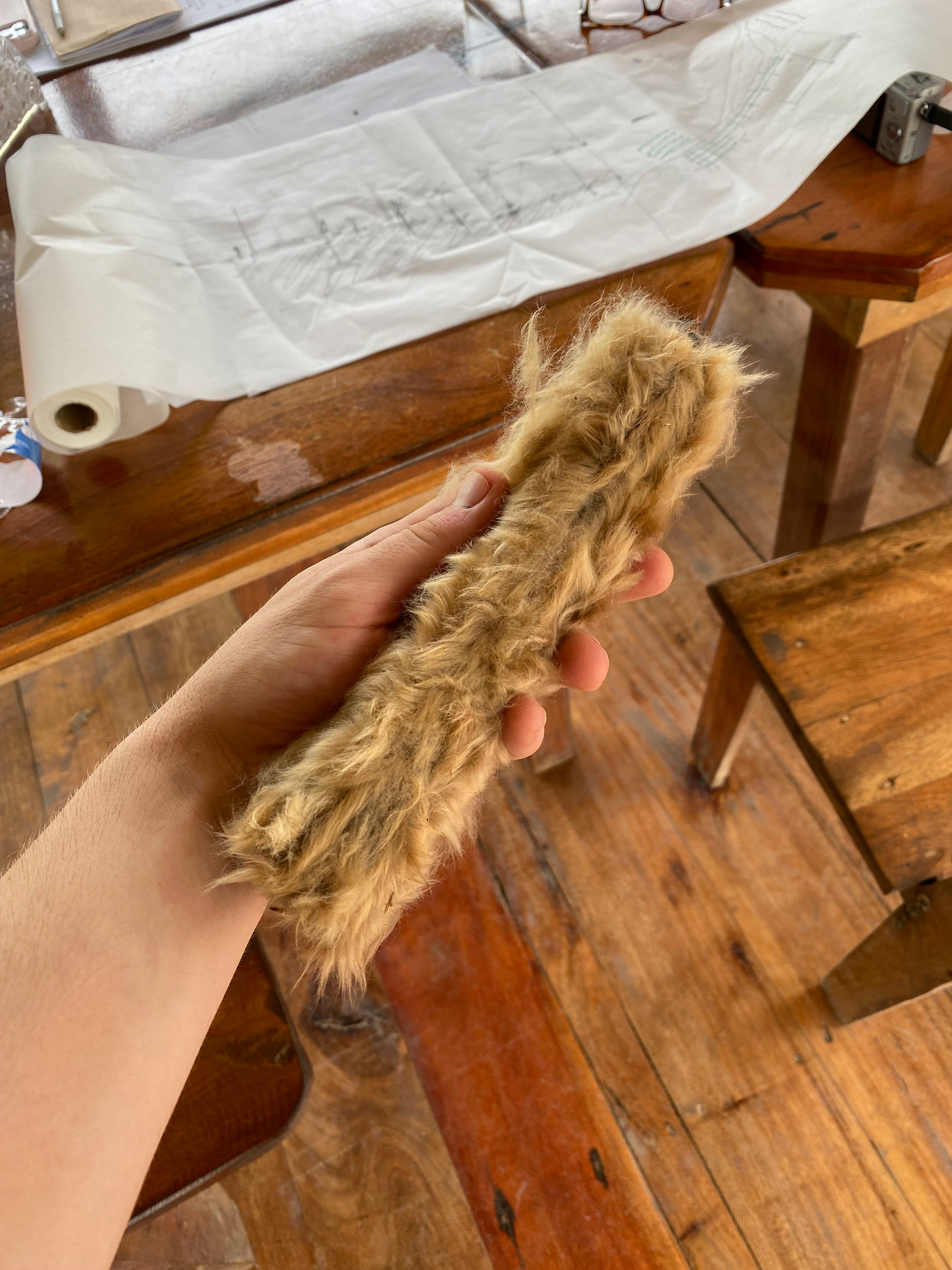 fuzzy seed pod, variety unverified