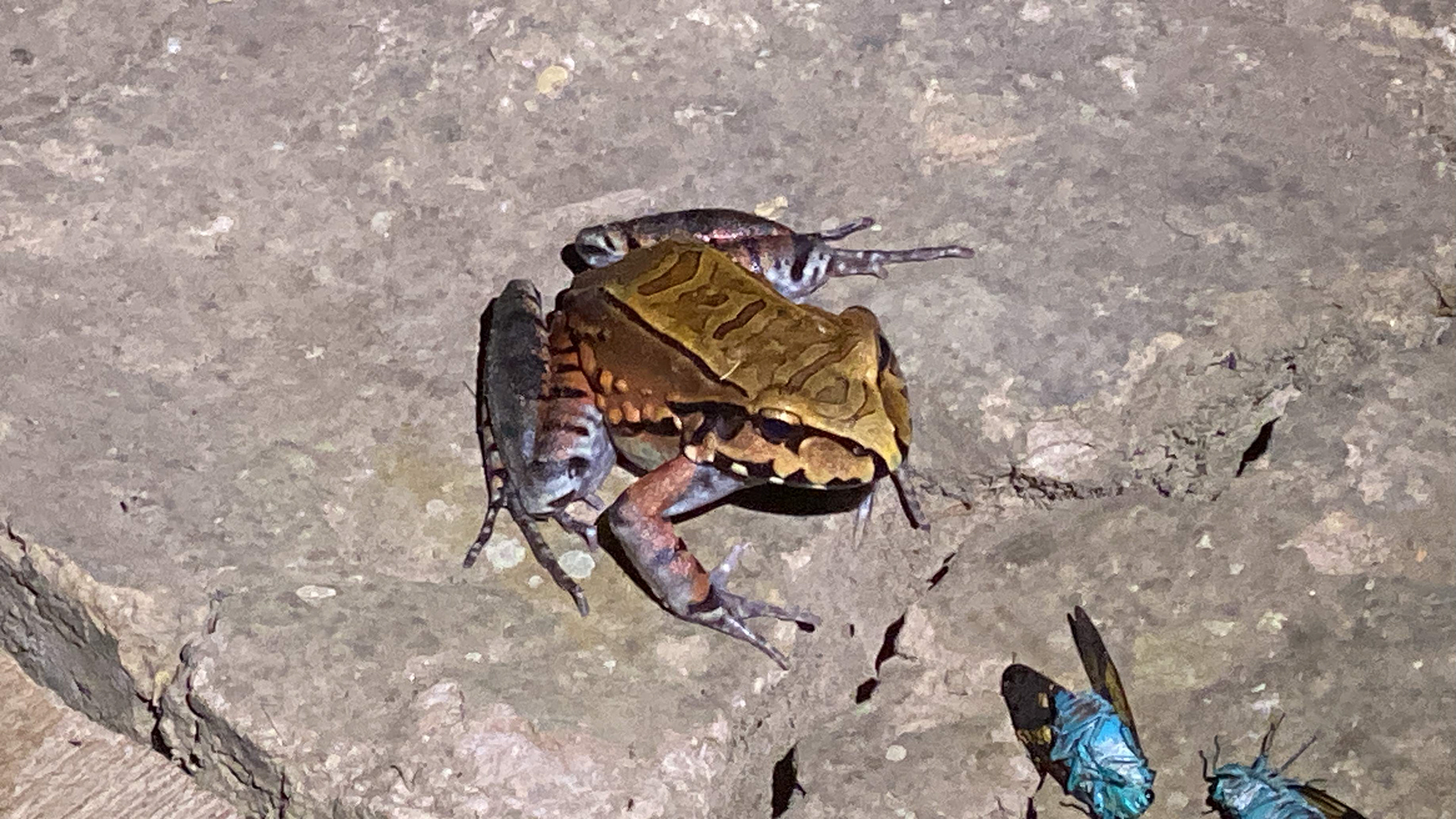 cloud forest toad, species unverified