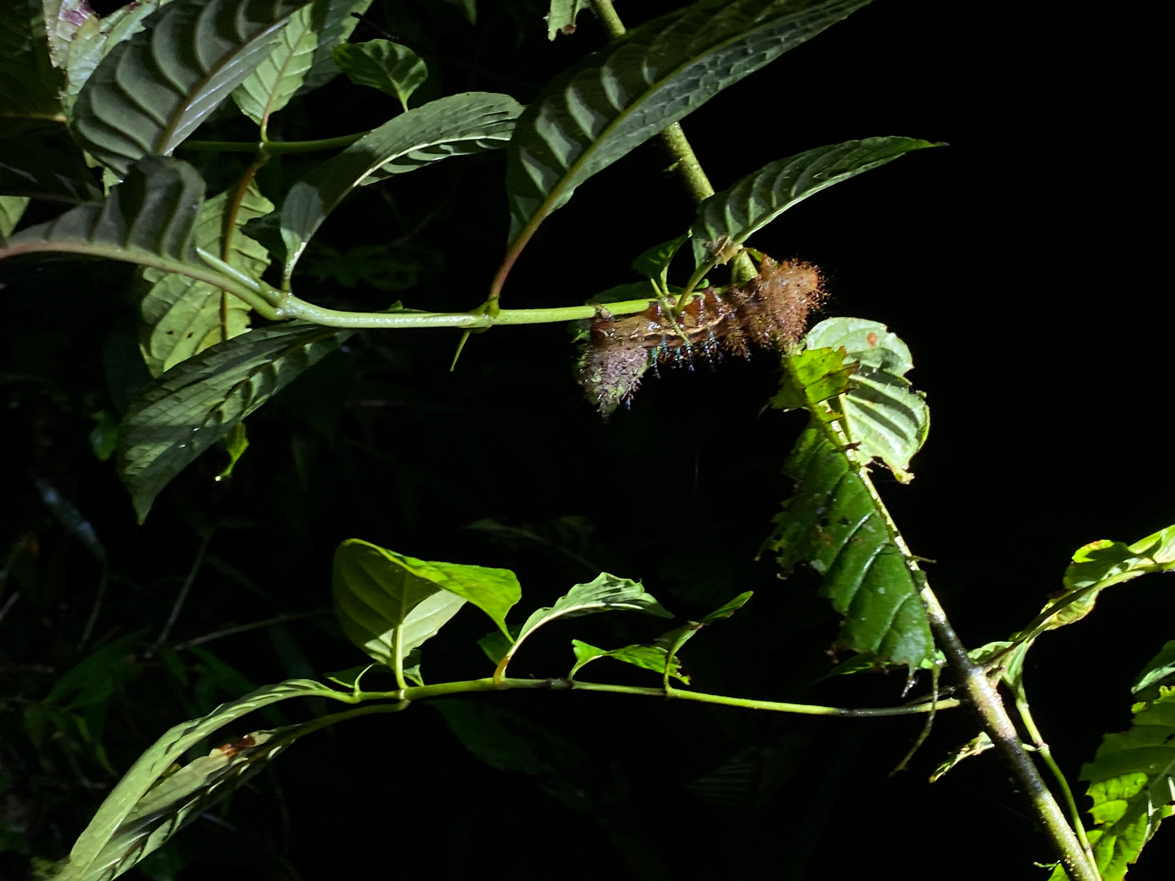 saturniidae caterpillar