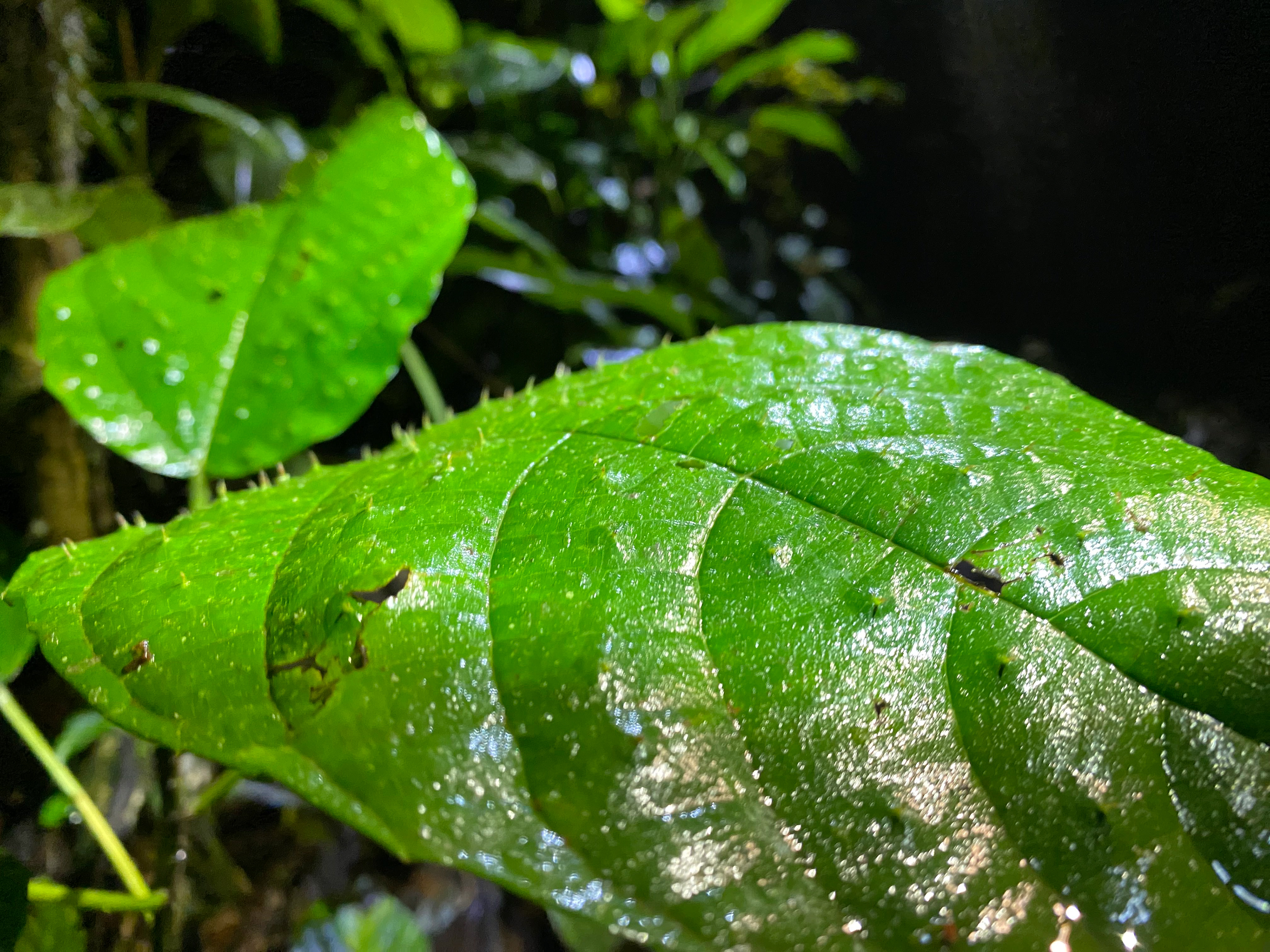 spiny leaf, variety unverified