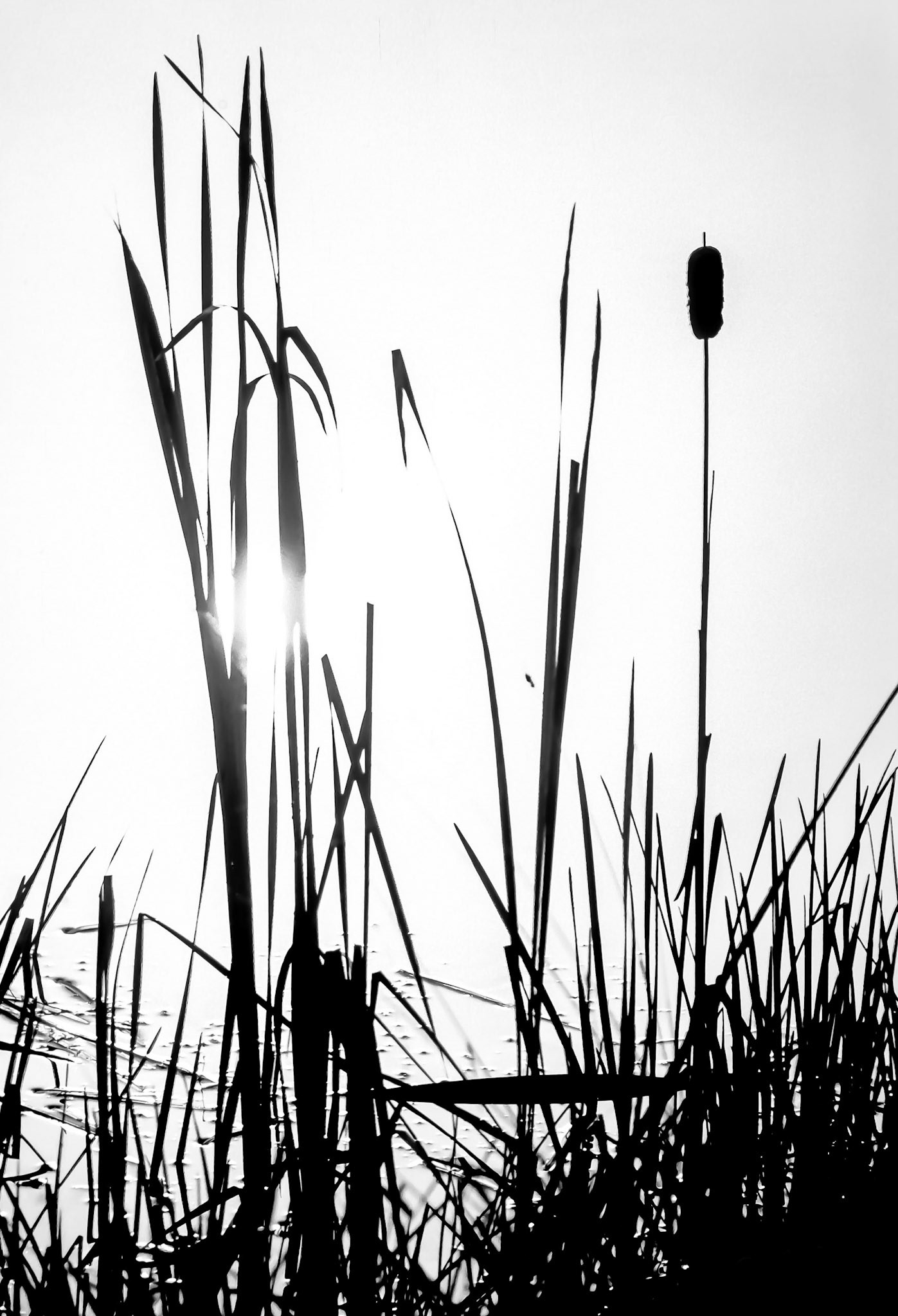 Water Reeds at Sunrise #1: Upstate NY
