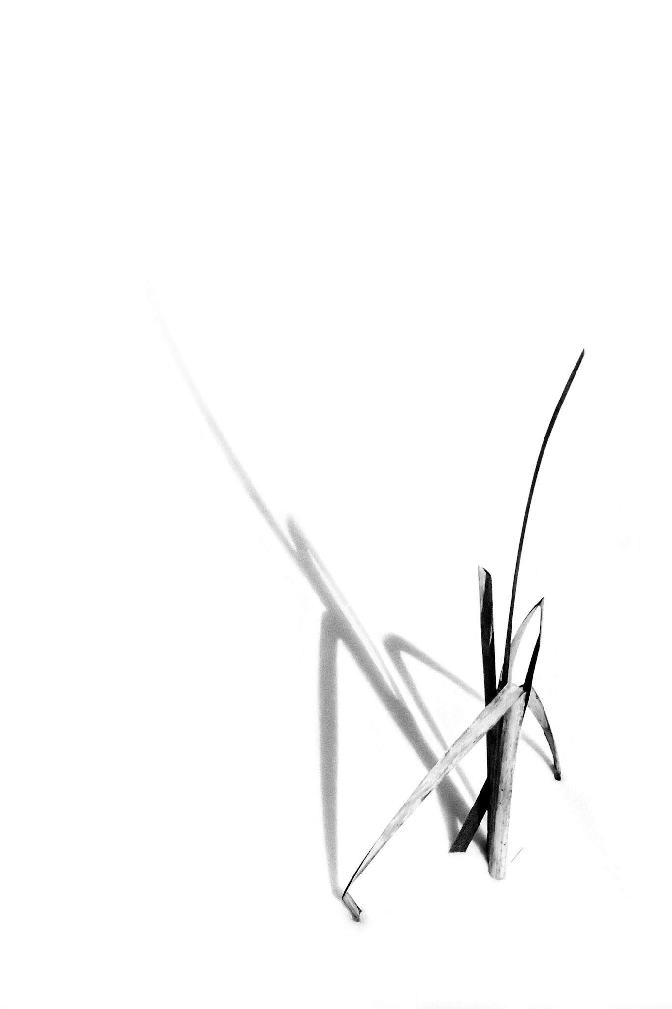Reeds and Shadows on Frozen Marsh
