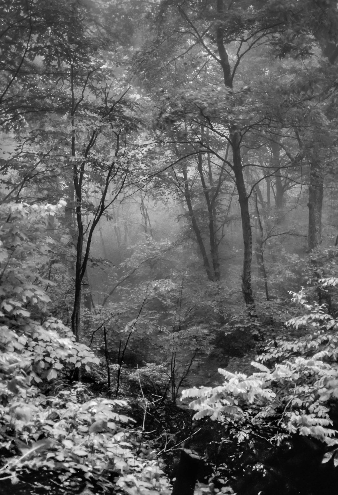 Into the Woods