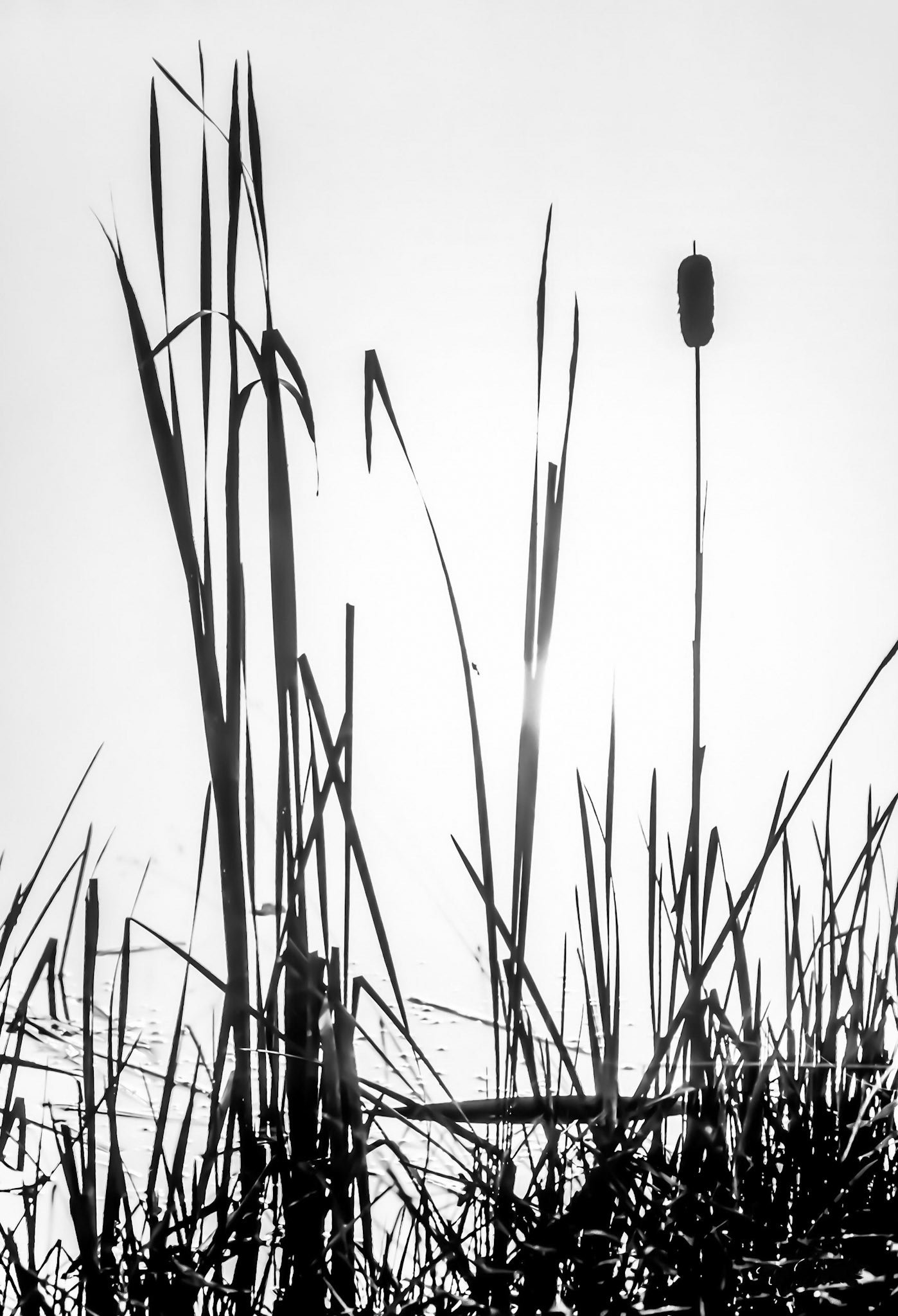 Water Reeds at Sunrise #2: Upstate NY