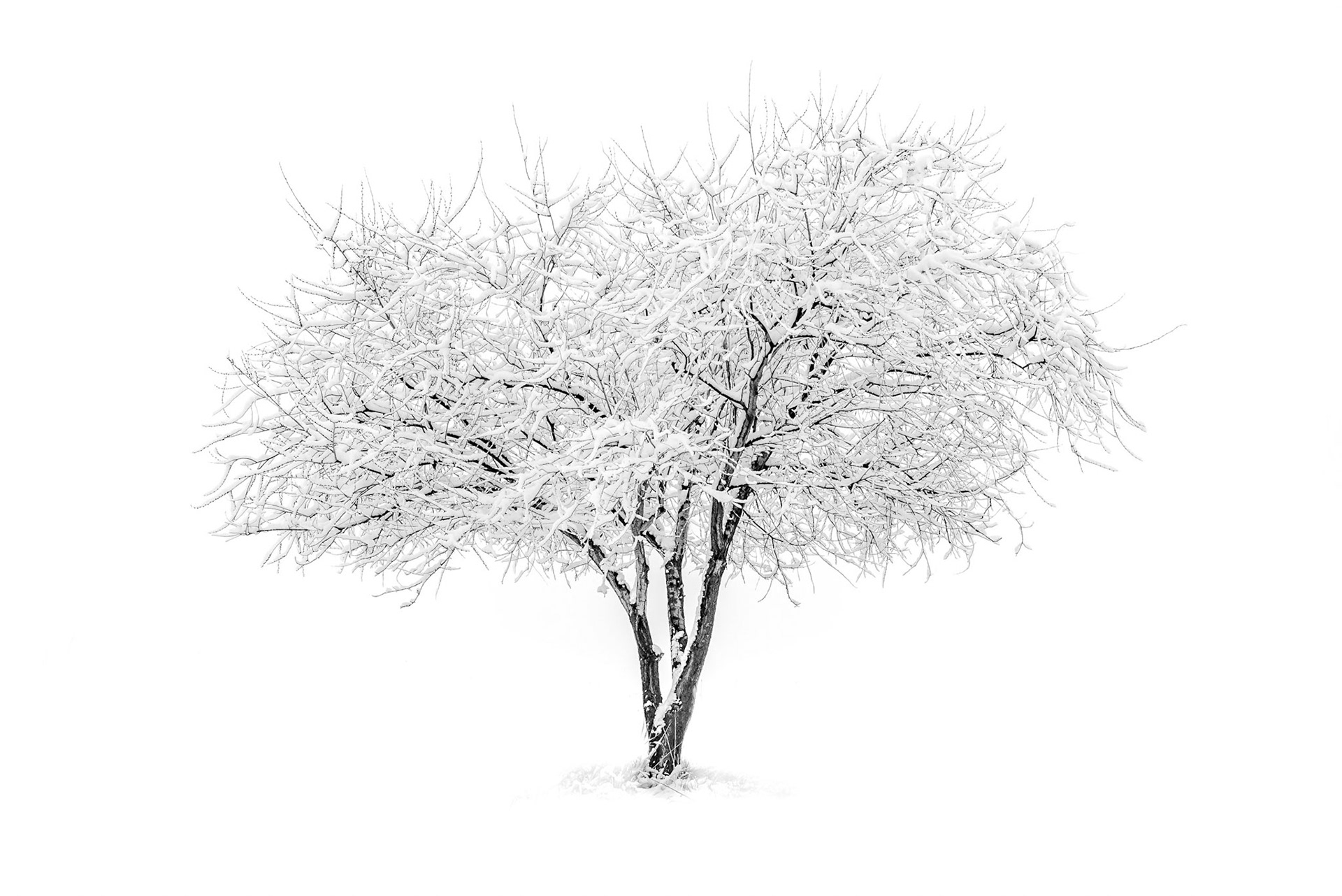 Tree in Snow Storm #1, Boise, ID
