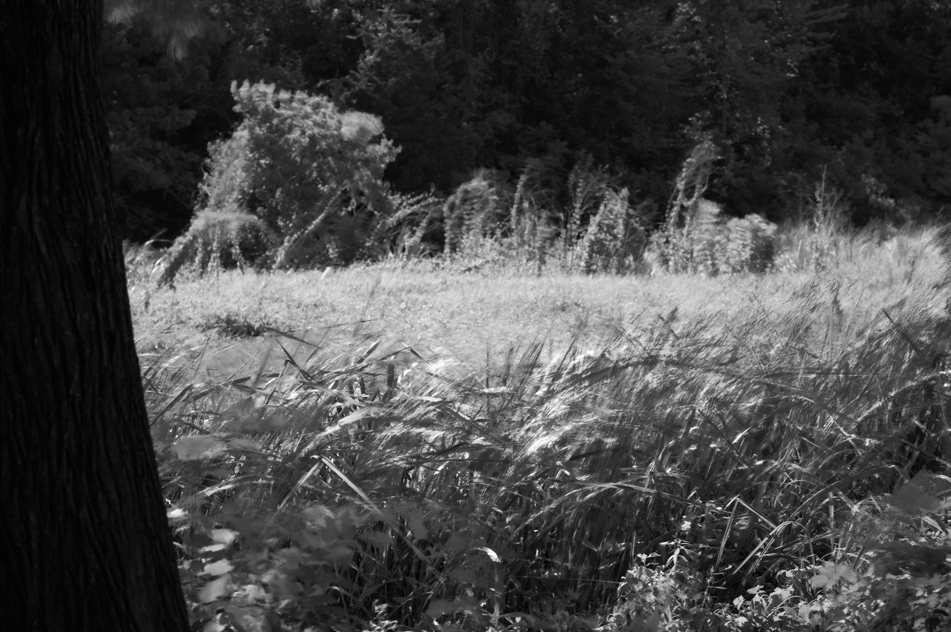 Native Grass - 2026 - Digital