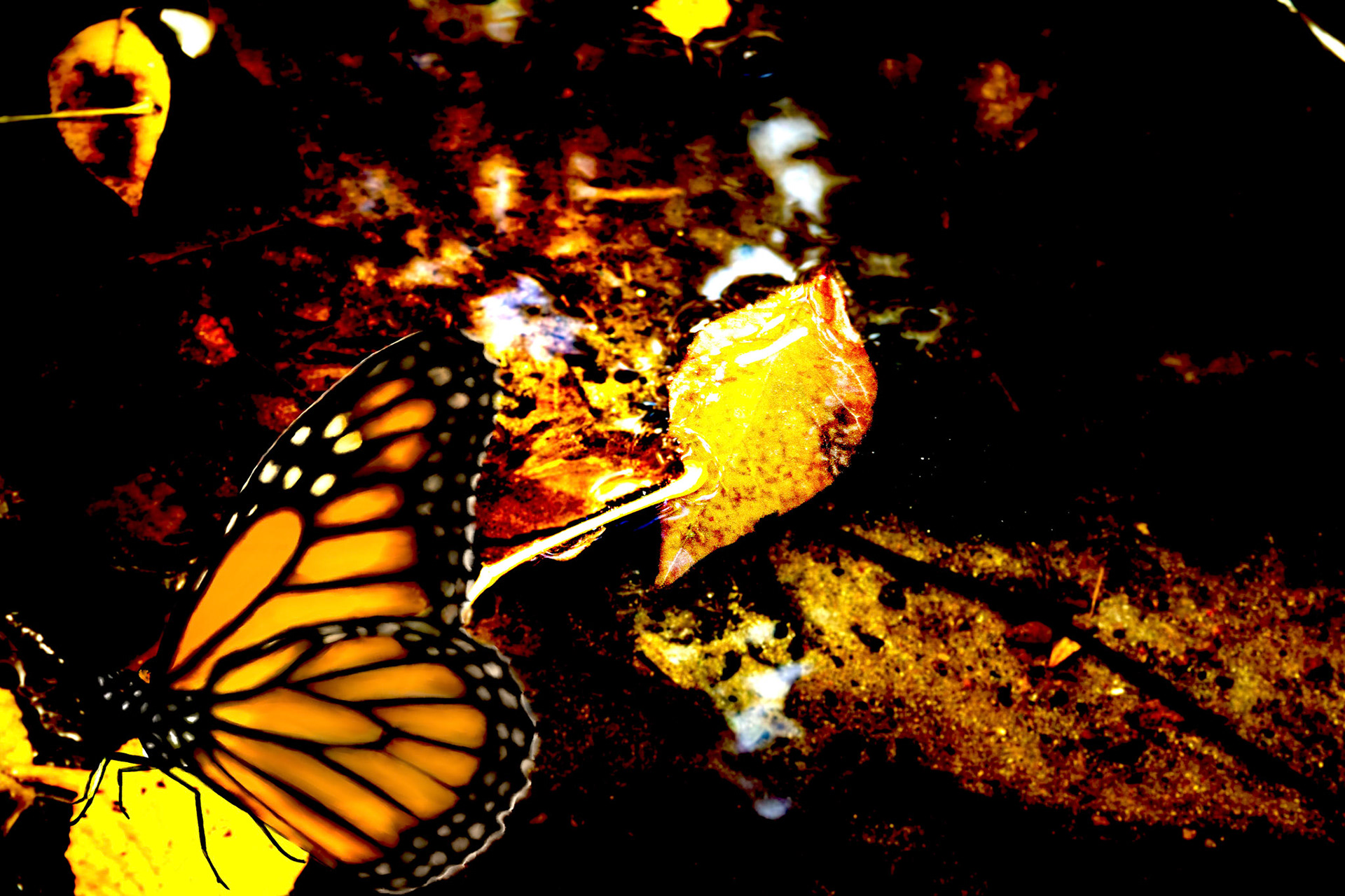 Emulsify B 2025: Photography and drawing collage, no AI used.