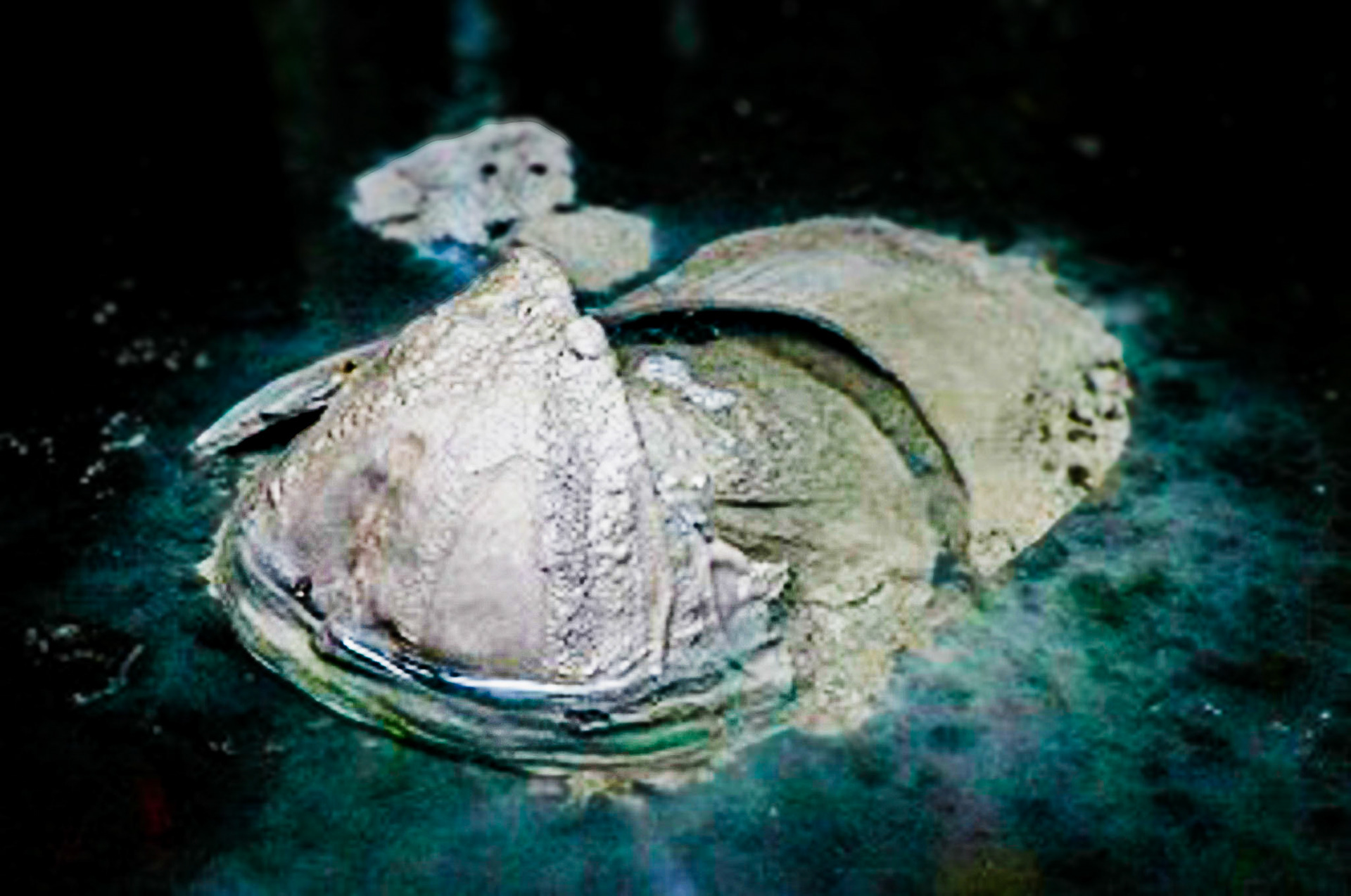 A Momnetary Laps, 2009, Unfired clay, Site Specific Installation