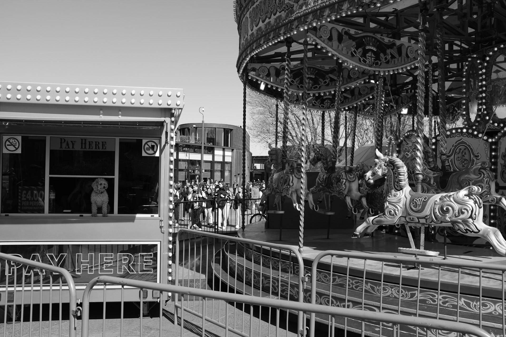 See the dog to ride!