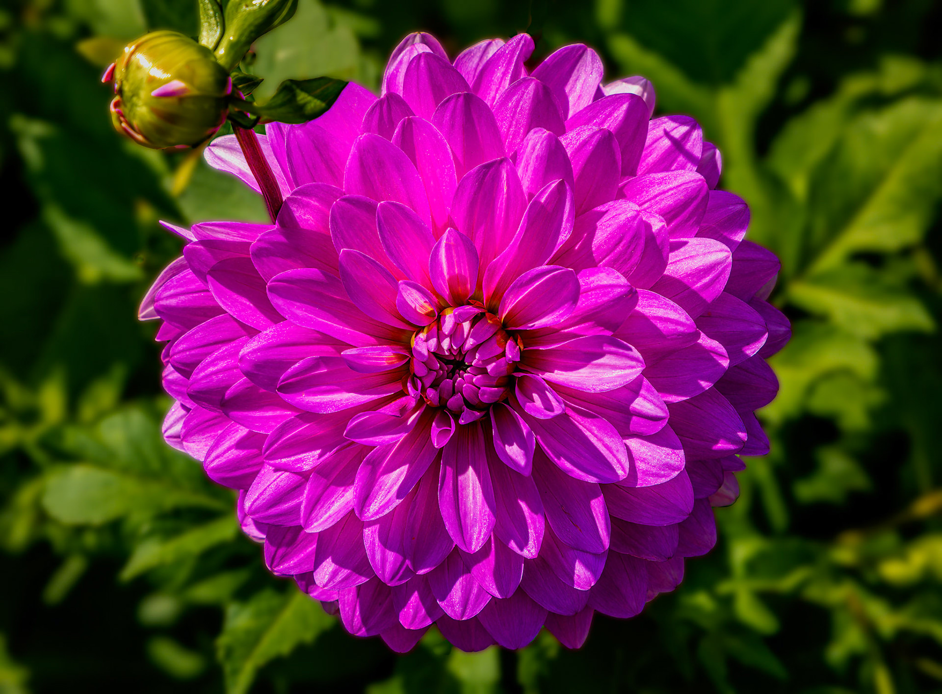 Dahlia, Purple