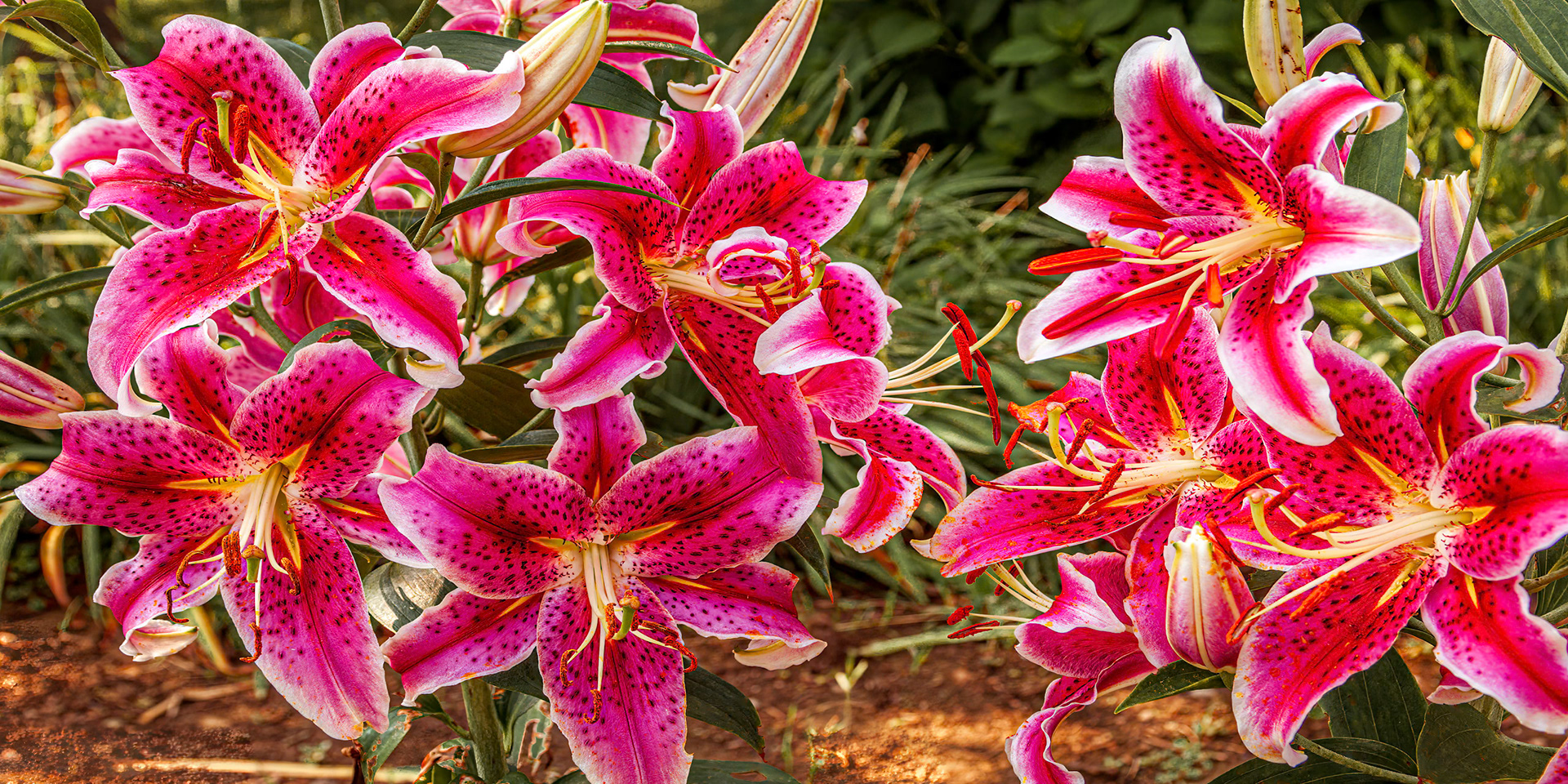 Daylilies