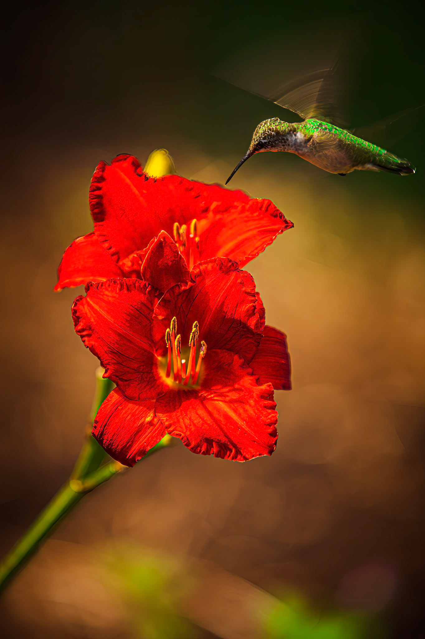 Hummingbird visiting red daylilly