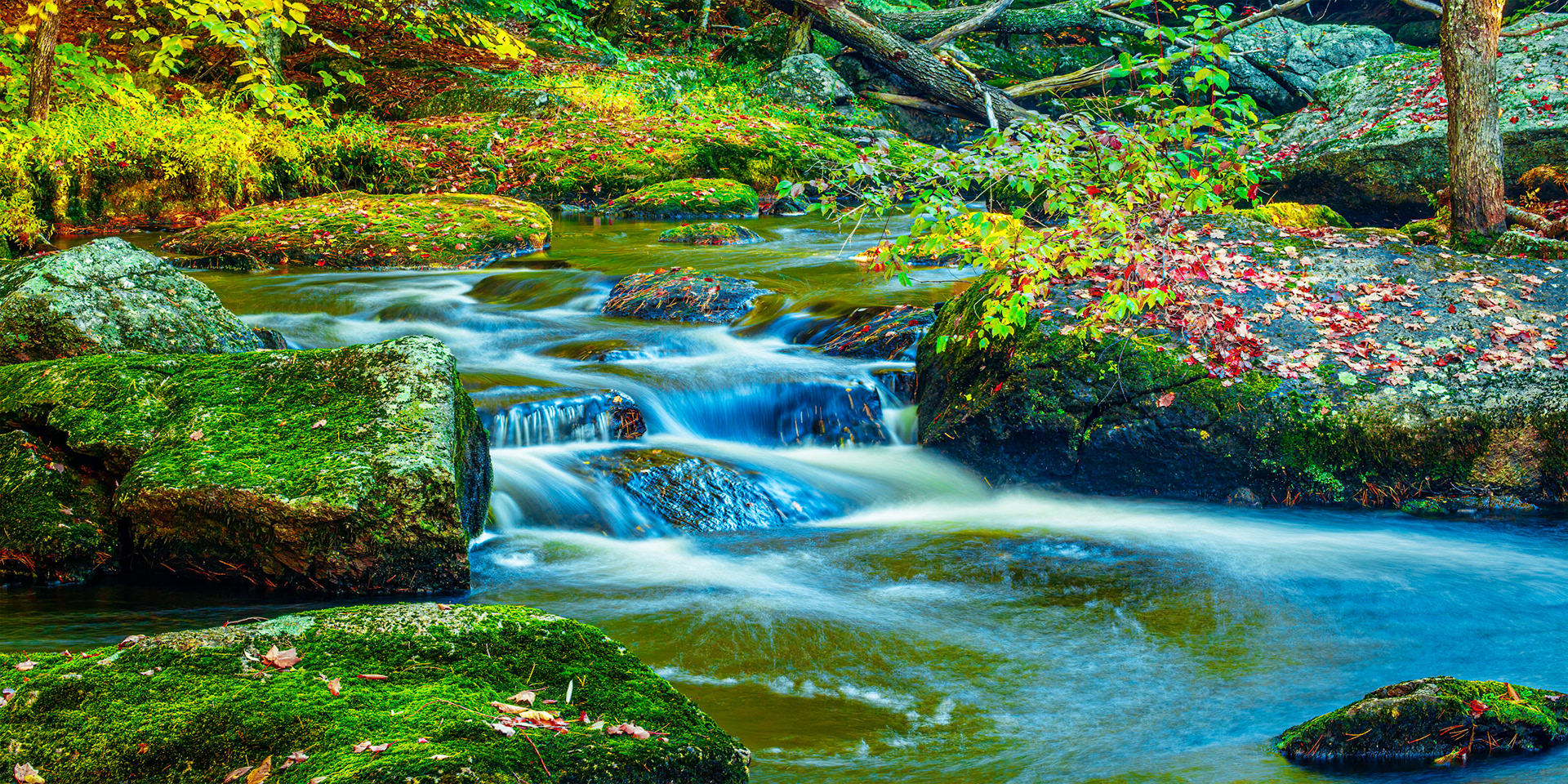 Flowing Beard Brook surrounded by colorful leaves, bushes and trees