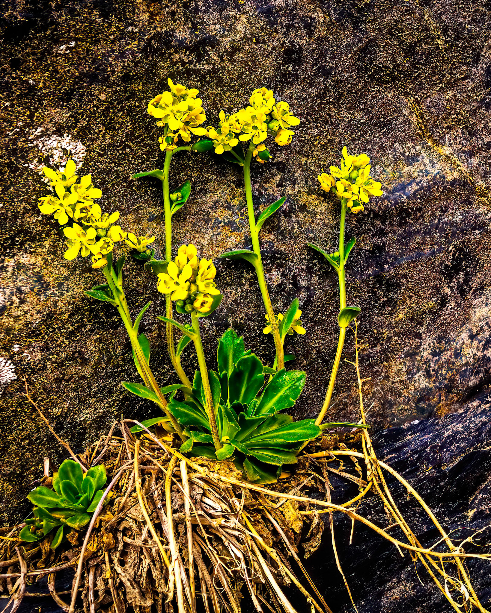 Yellow flowers growing on the rock face.