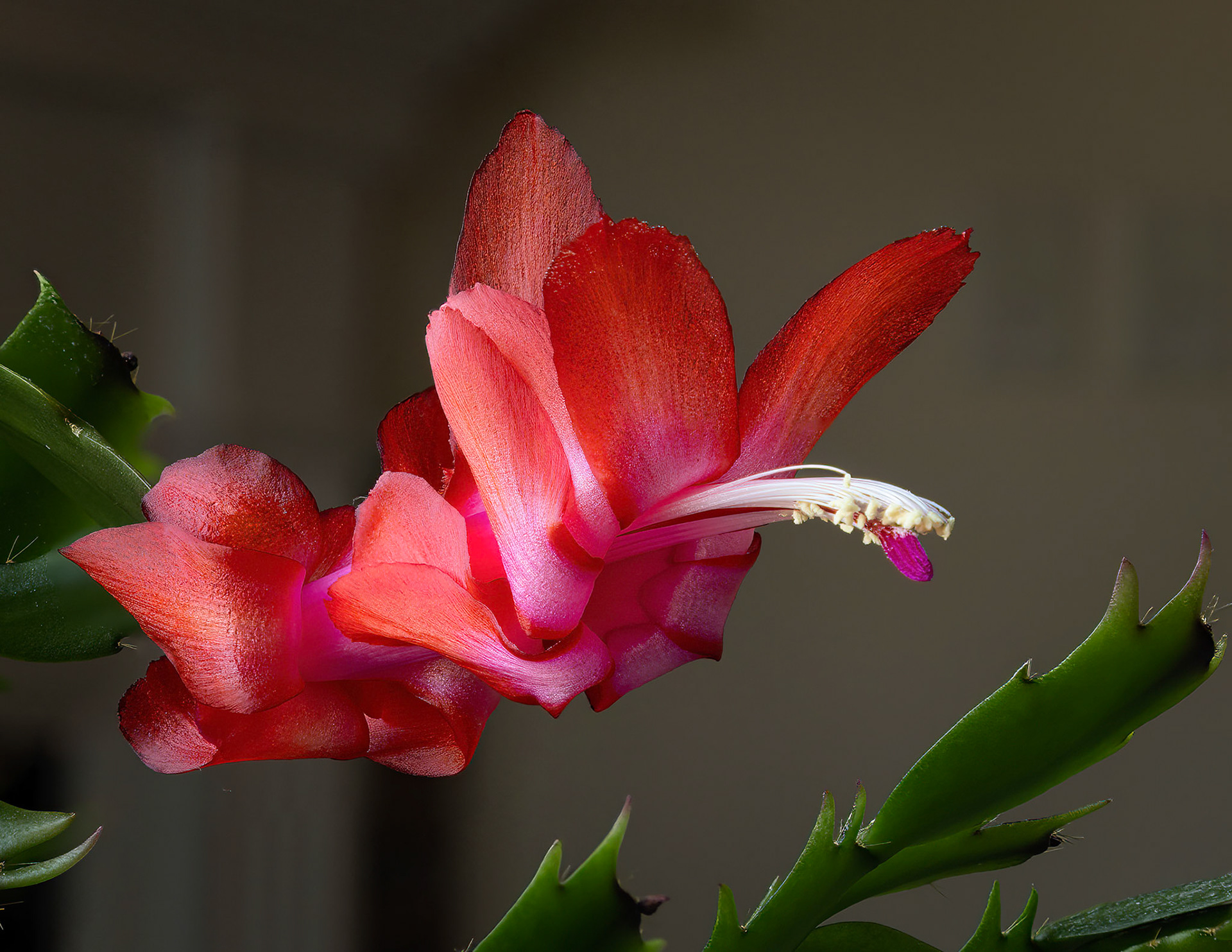 Christmas Cactus,