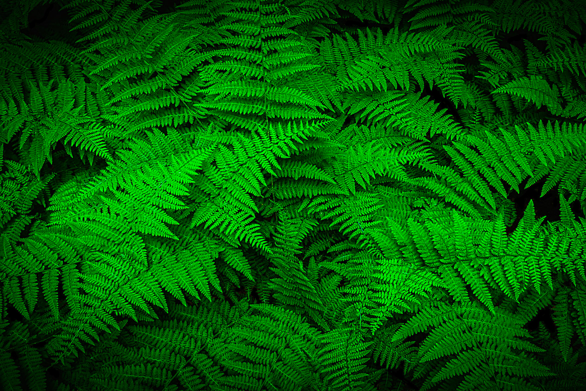 Interesting view of a group of ferns. Great color.