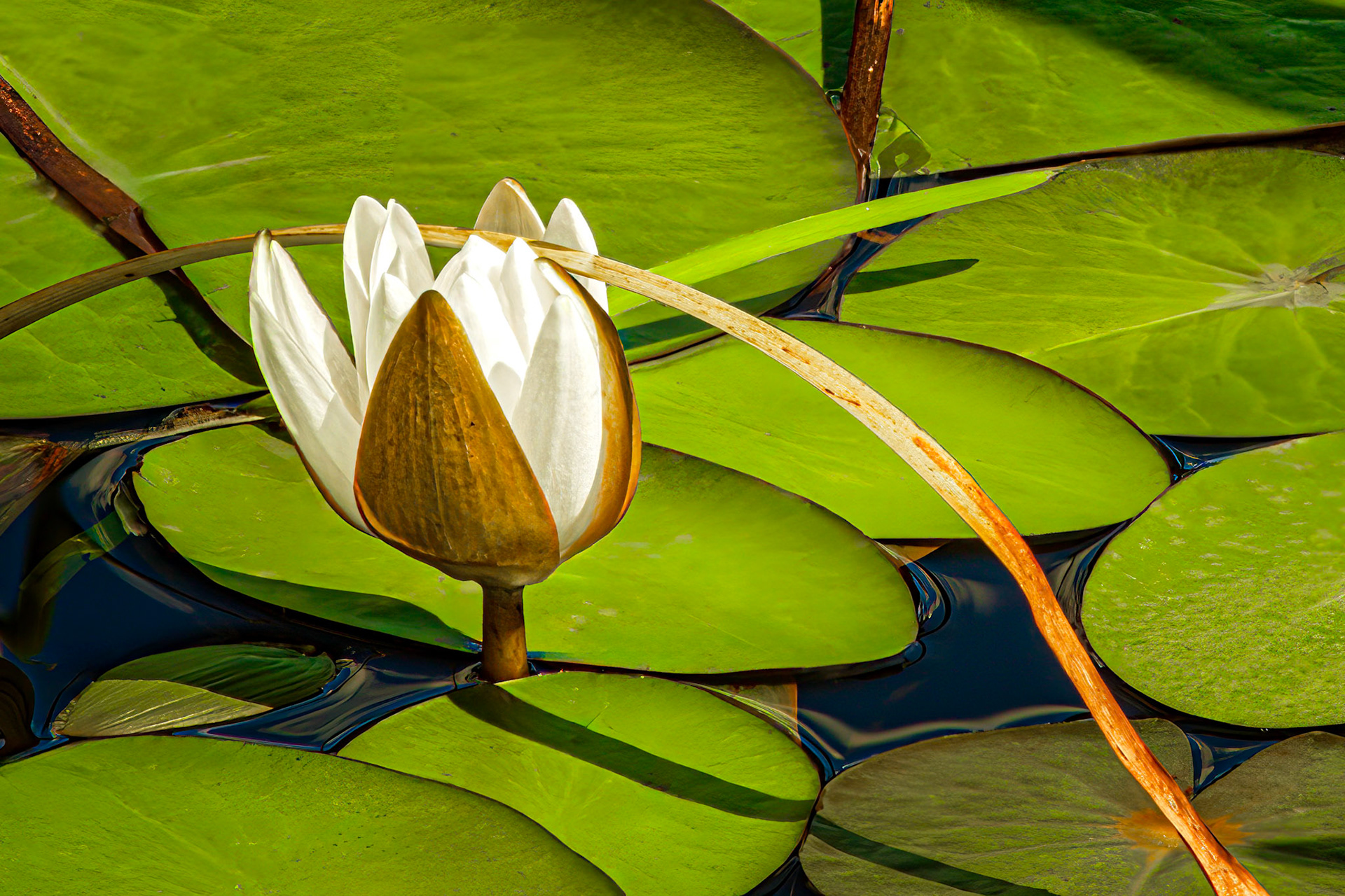 Water Lilly on Eagle Lake