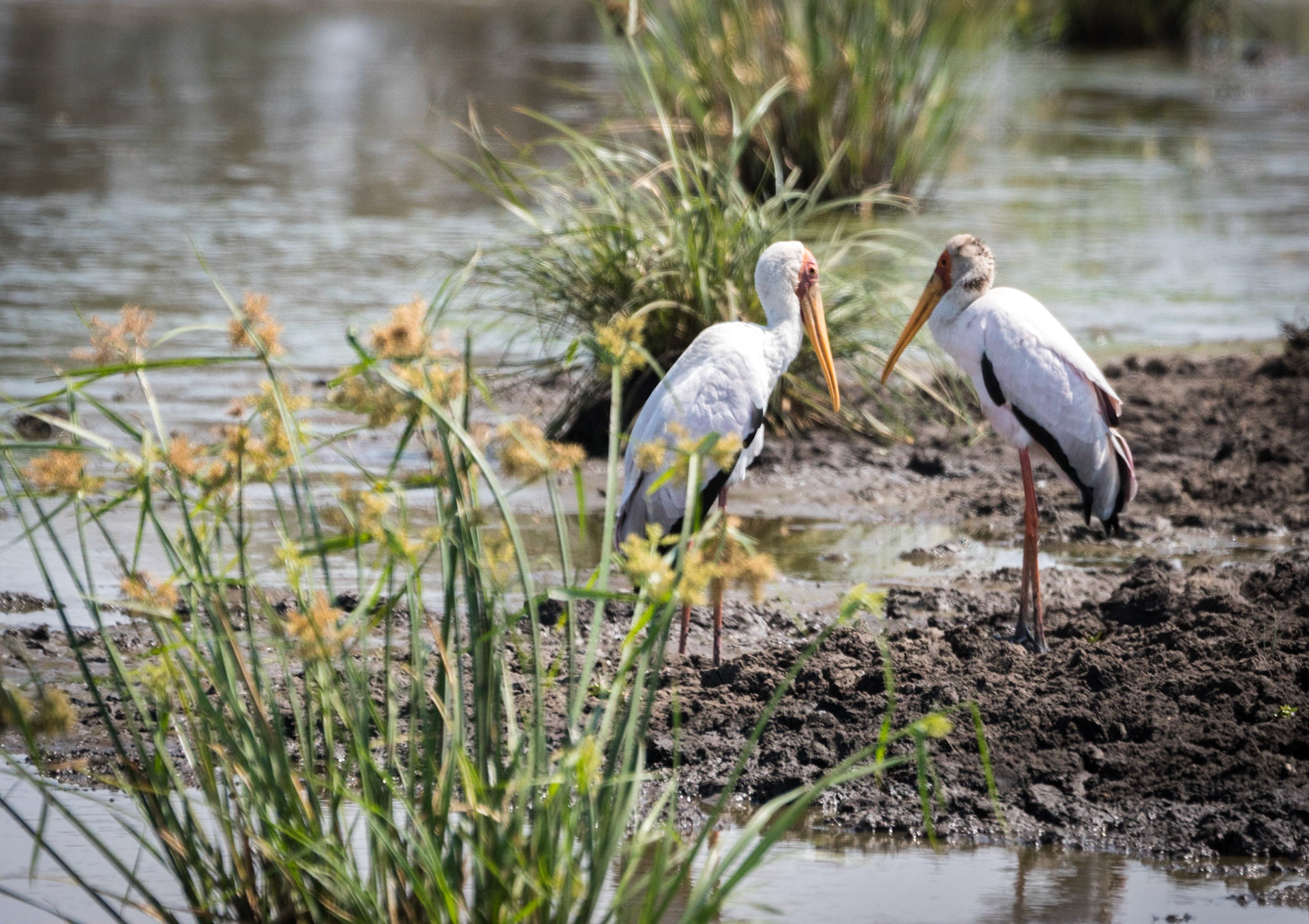 Photo by: Omer Salom http://osalom.smugmug.com