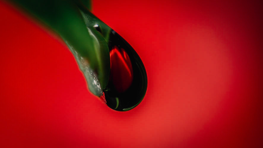 Red Tulip