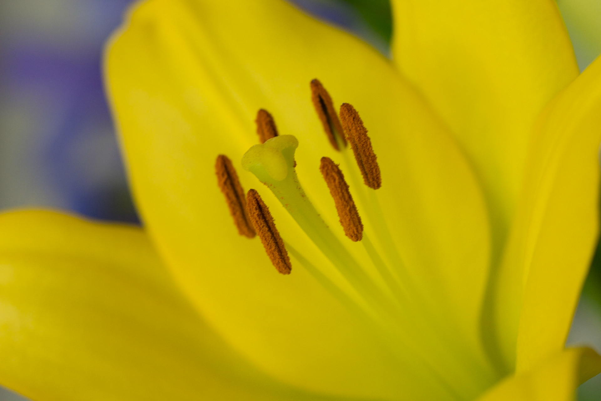 Photo by: Omer Salom http://osalom.smugmug.com