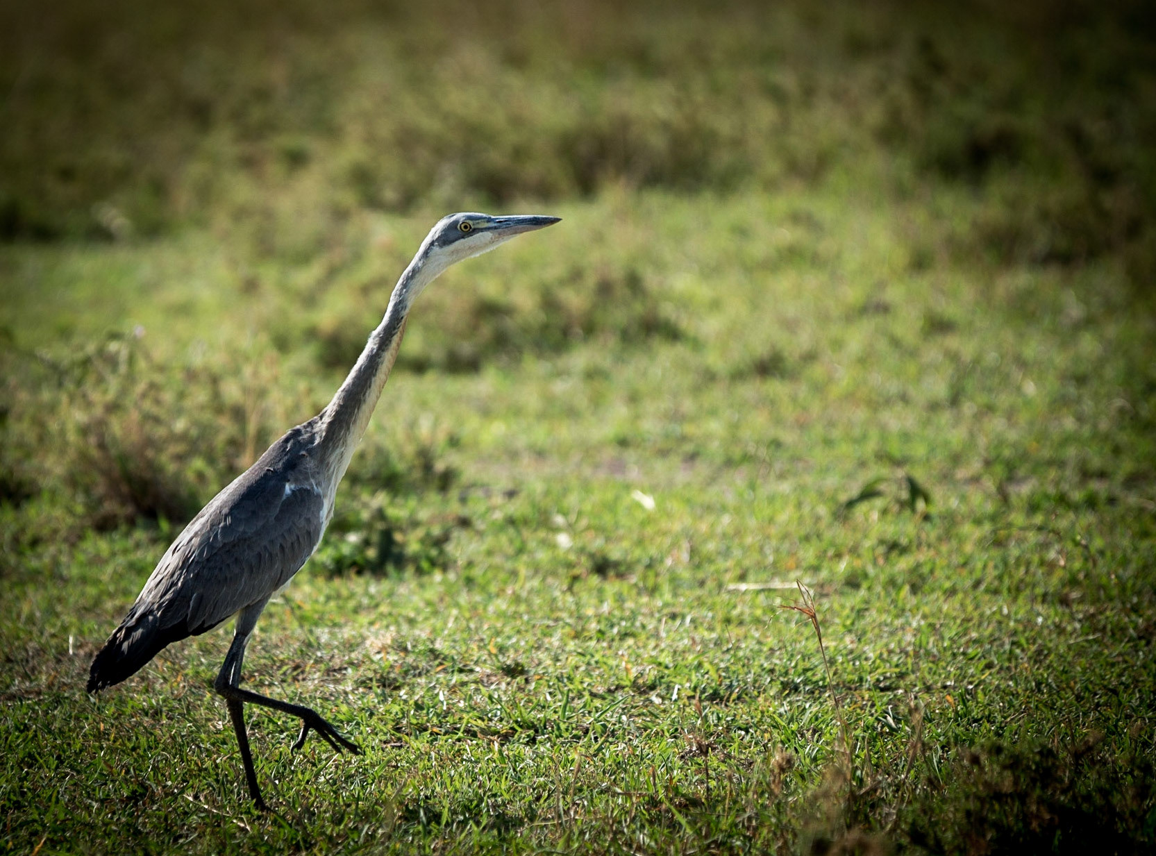 Photo by: Omer Salom http://osalom.smugmug.com