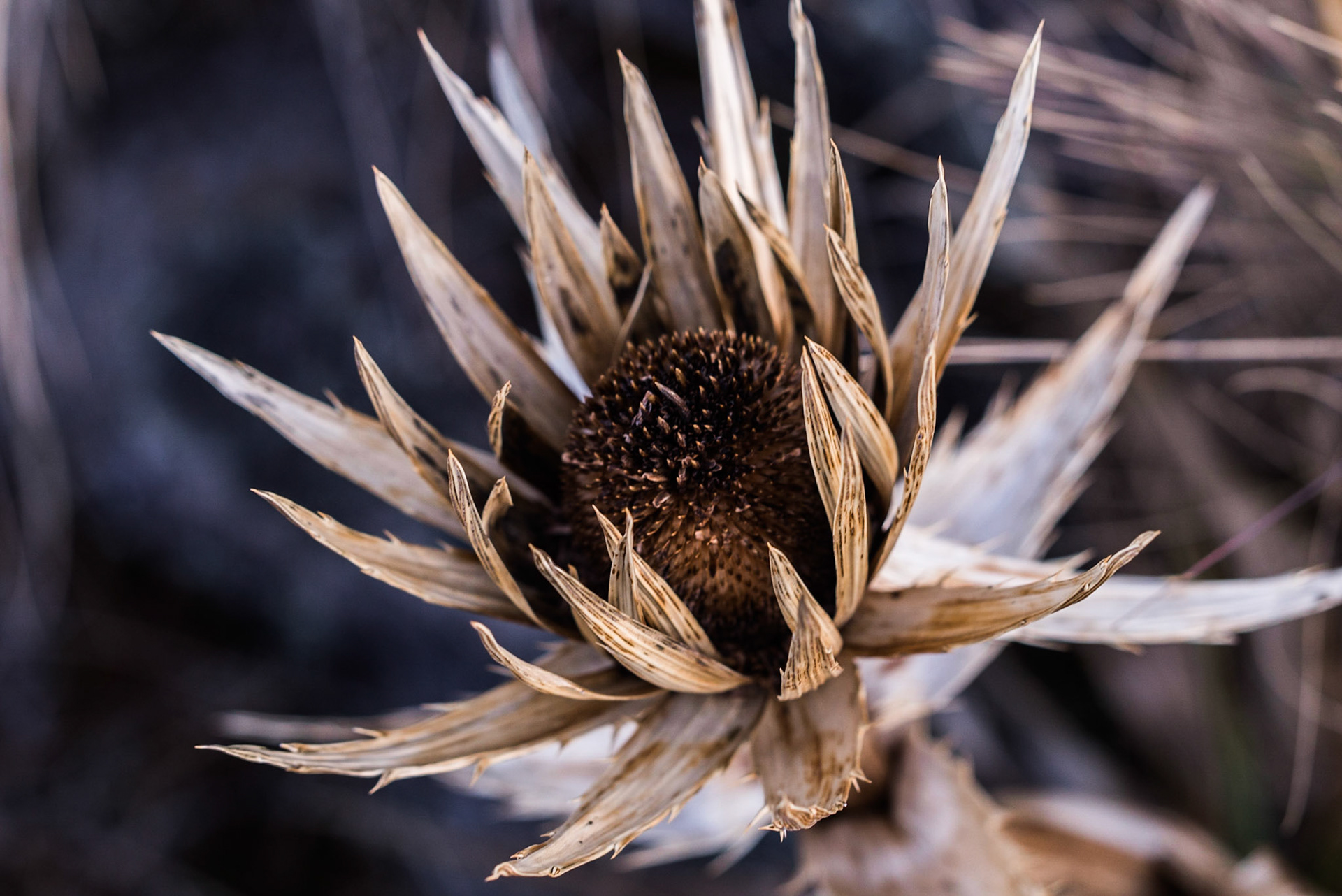 Photo by: Omer Salom http://osalom.smugmug.com