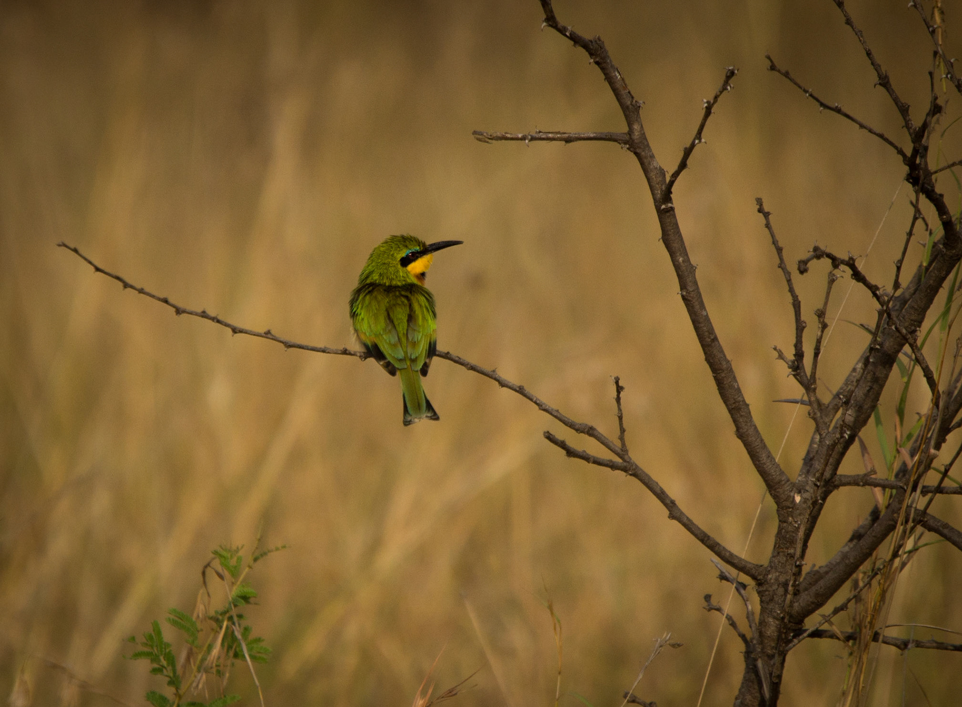 Photo by: Omer Salom http://osalom.smugmug.com