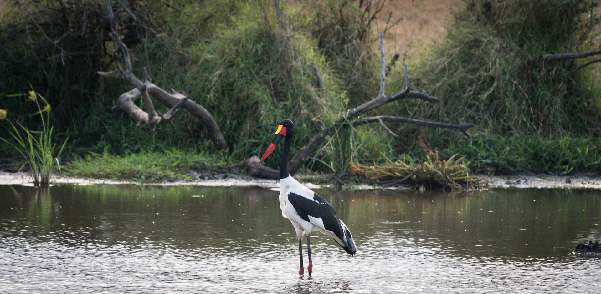 Photo by: Omer Salom http://osalom.smugmug.com
