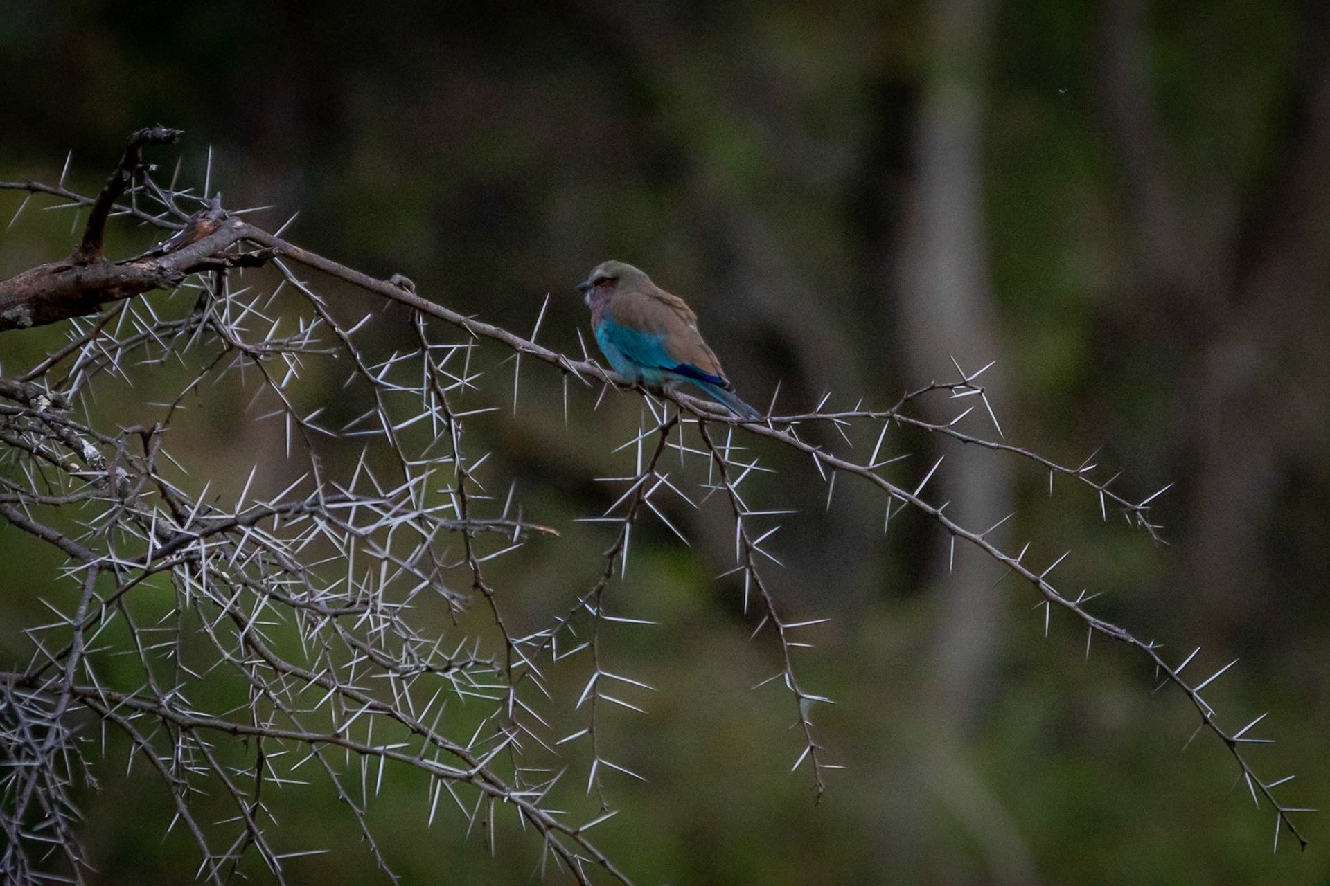 Photo by: Omer Salom http://osalom.smugmug.com