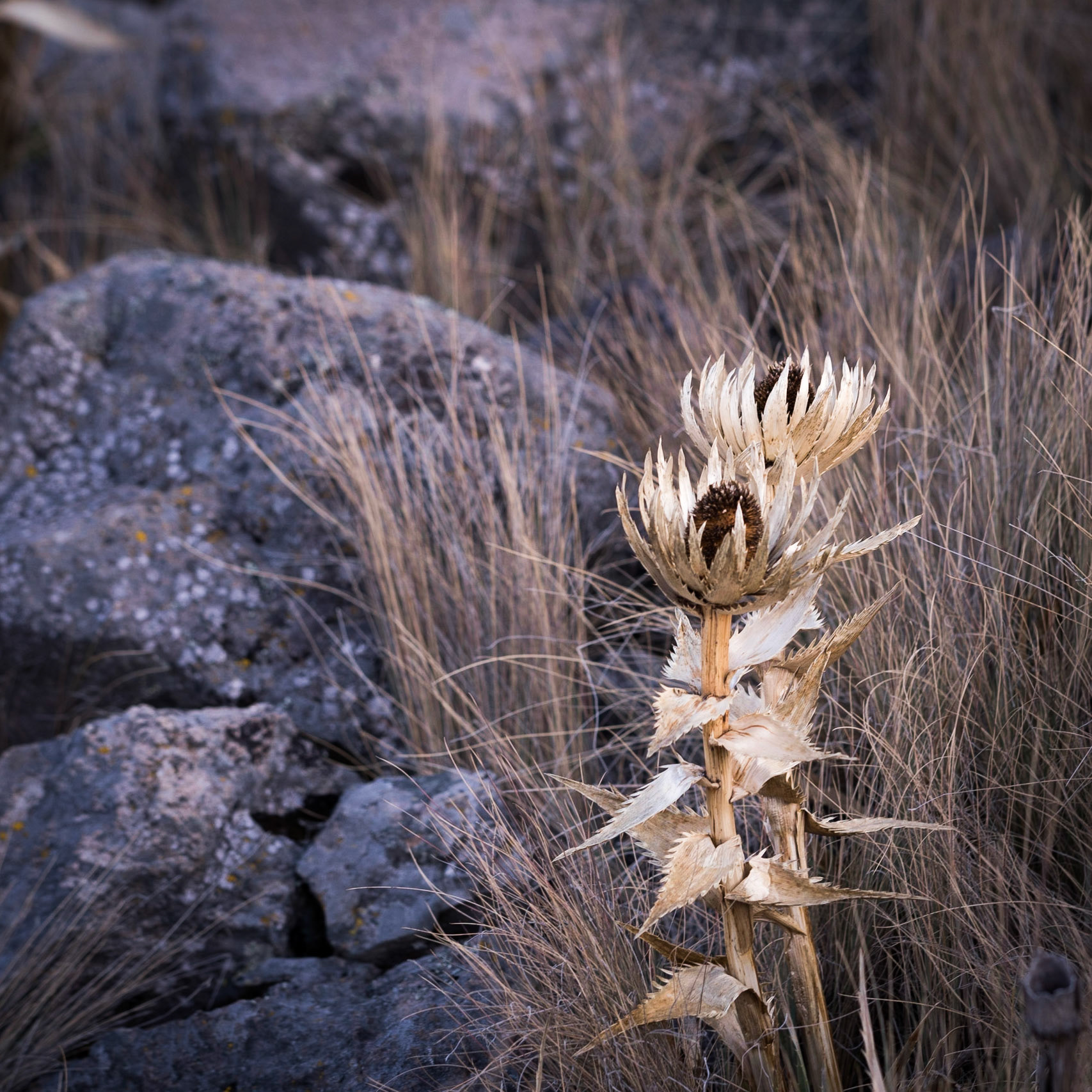 Photo by: Omer Salom http://osalom.smugmug.com