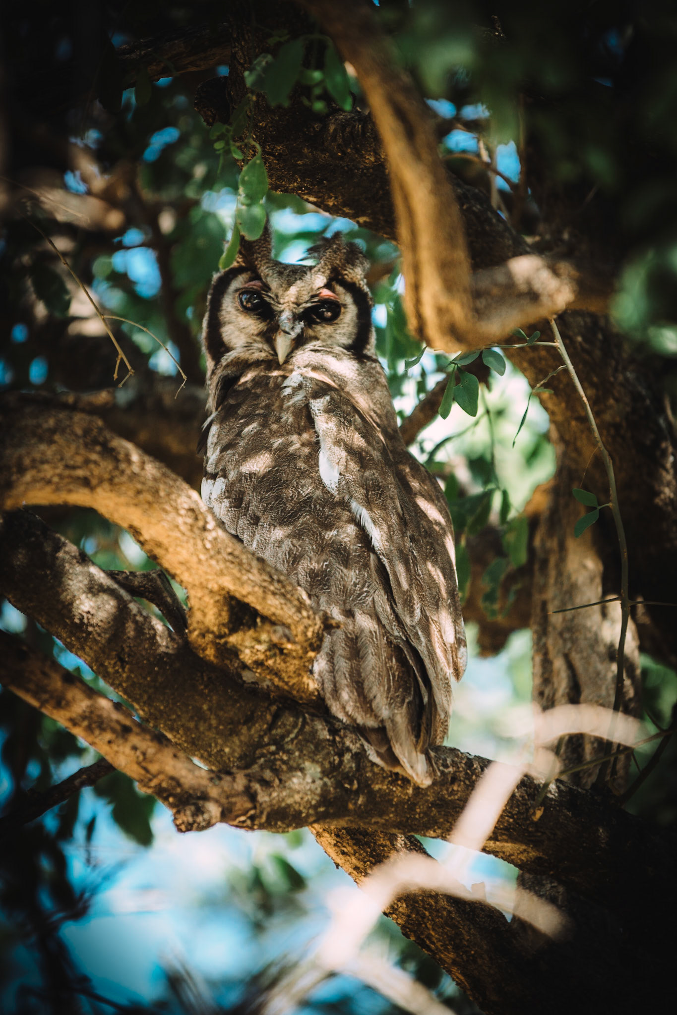 Photo by: Omer Salom http://osalom.smugmug.com