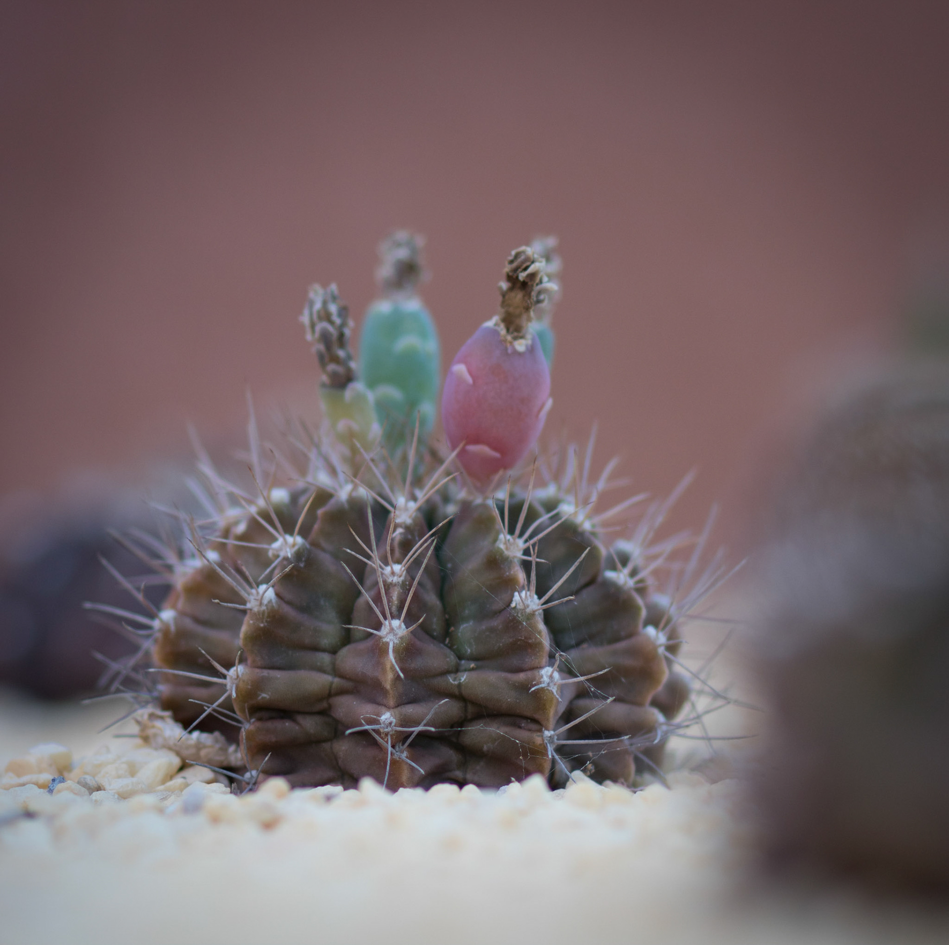Photo by: Omer Salom http://osalom.smugmug.com