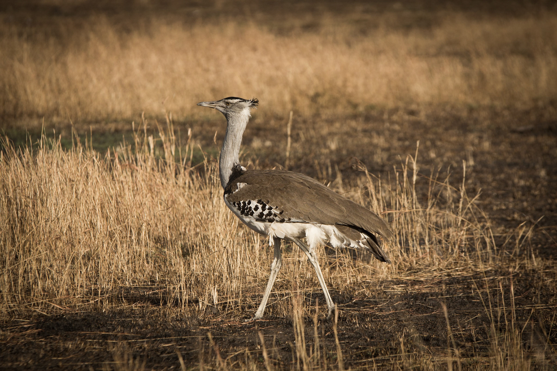 Photo by: Omer Salom http://osalom.smugmug.com