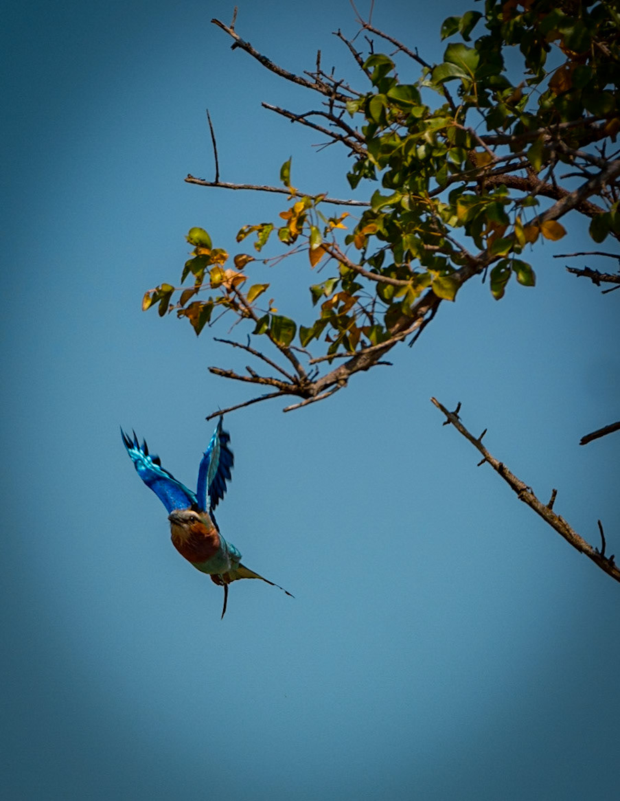 Photo by: Omer Salom http://osalom.smugmug.com