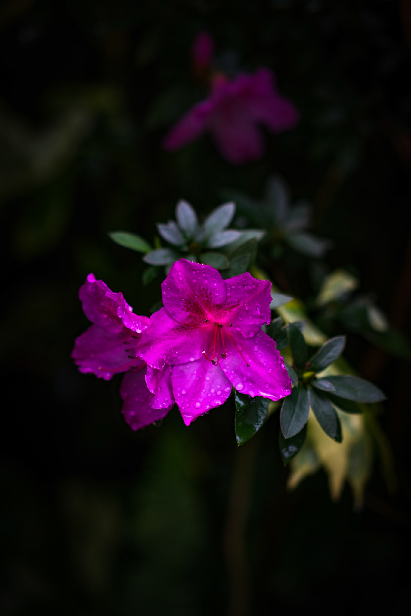 Photo by: Omer Salom http://osalom.smugmug.com